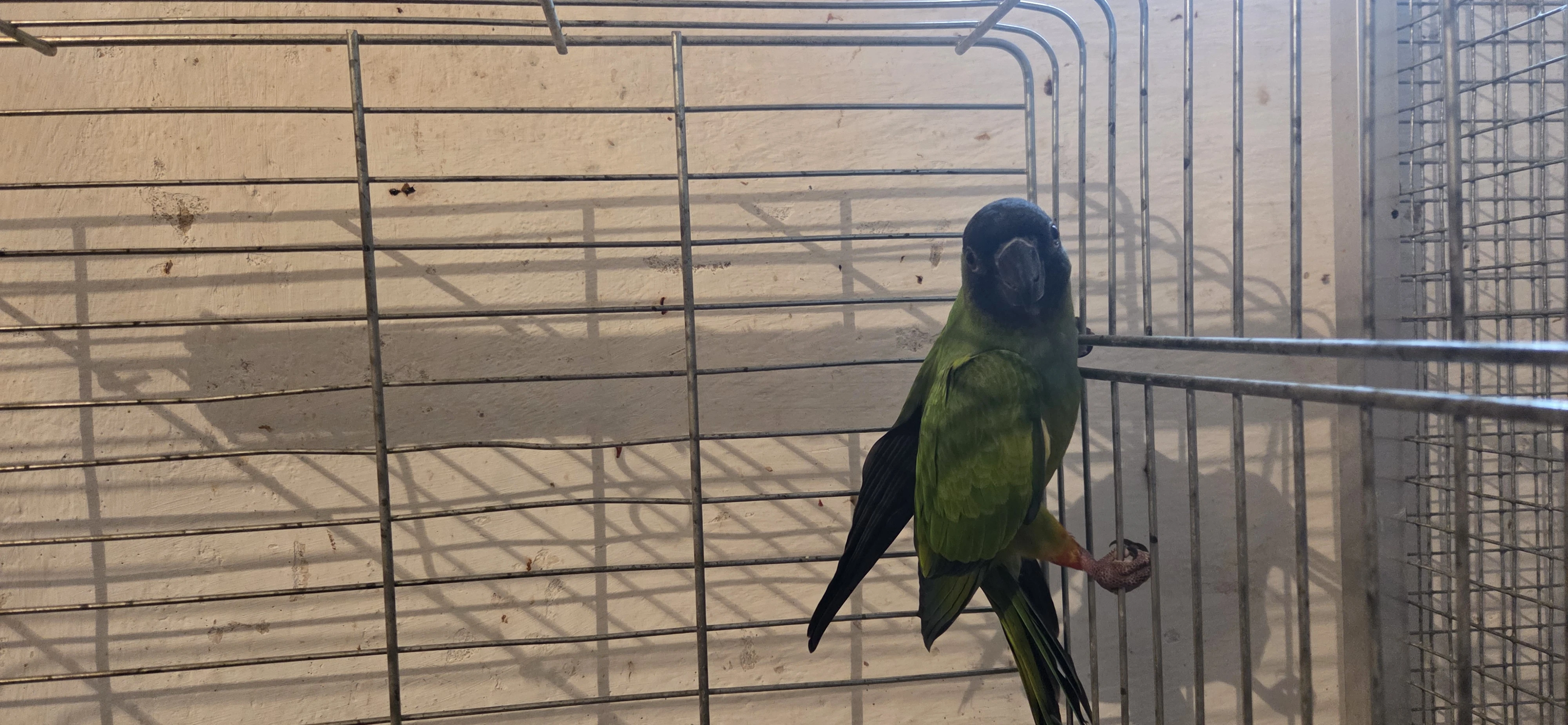 Aratinga černohlavý