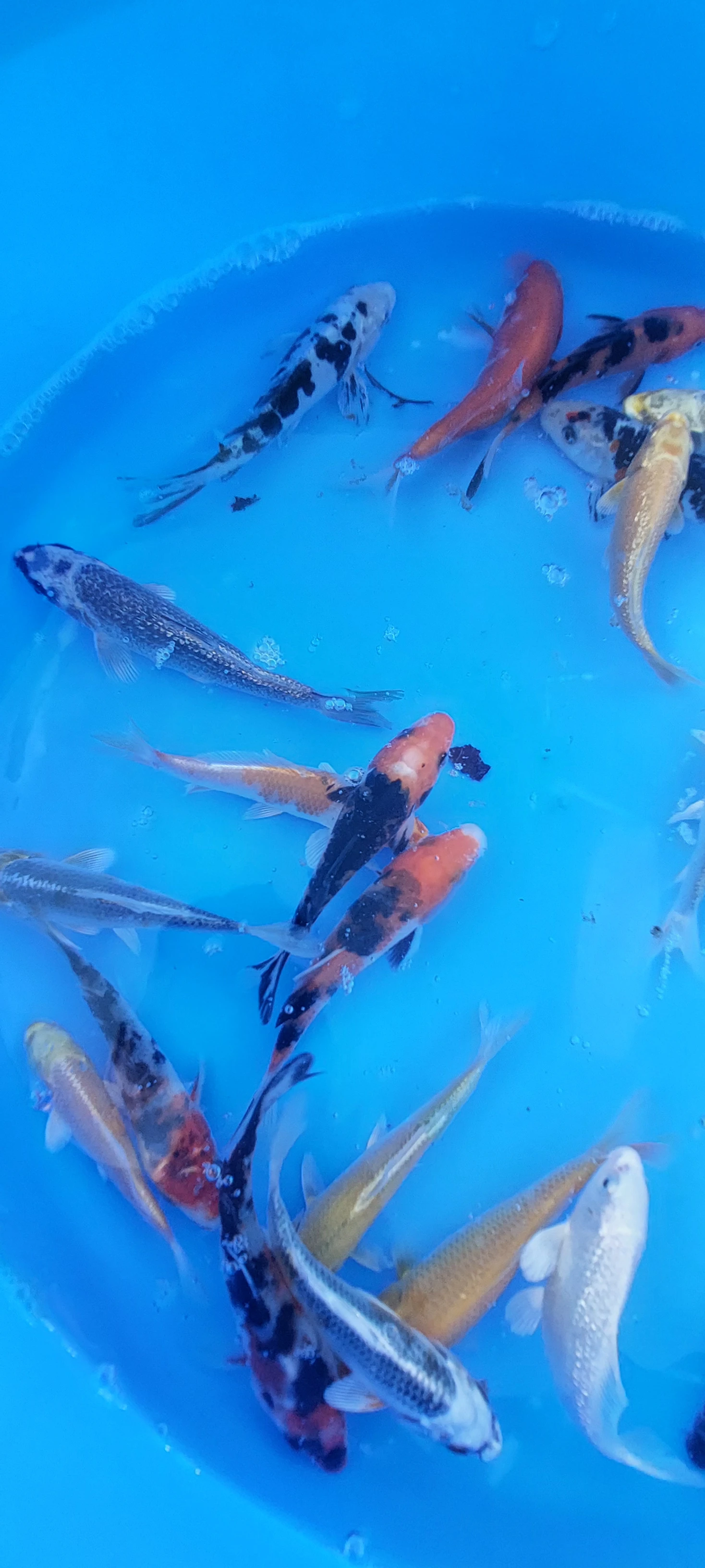 Totální výprodej KOI kaprů a zlatých karasů/shubunkinů.