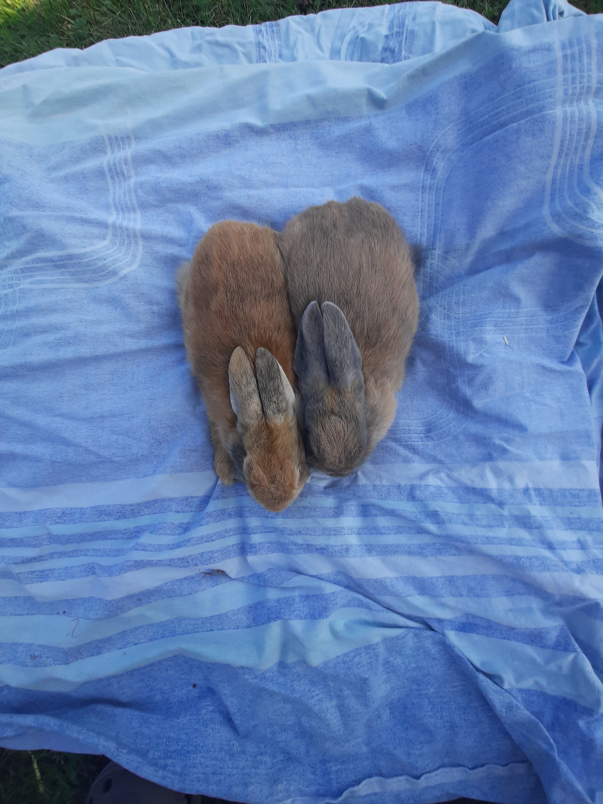 Kralicci a králíci