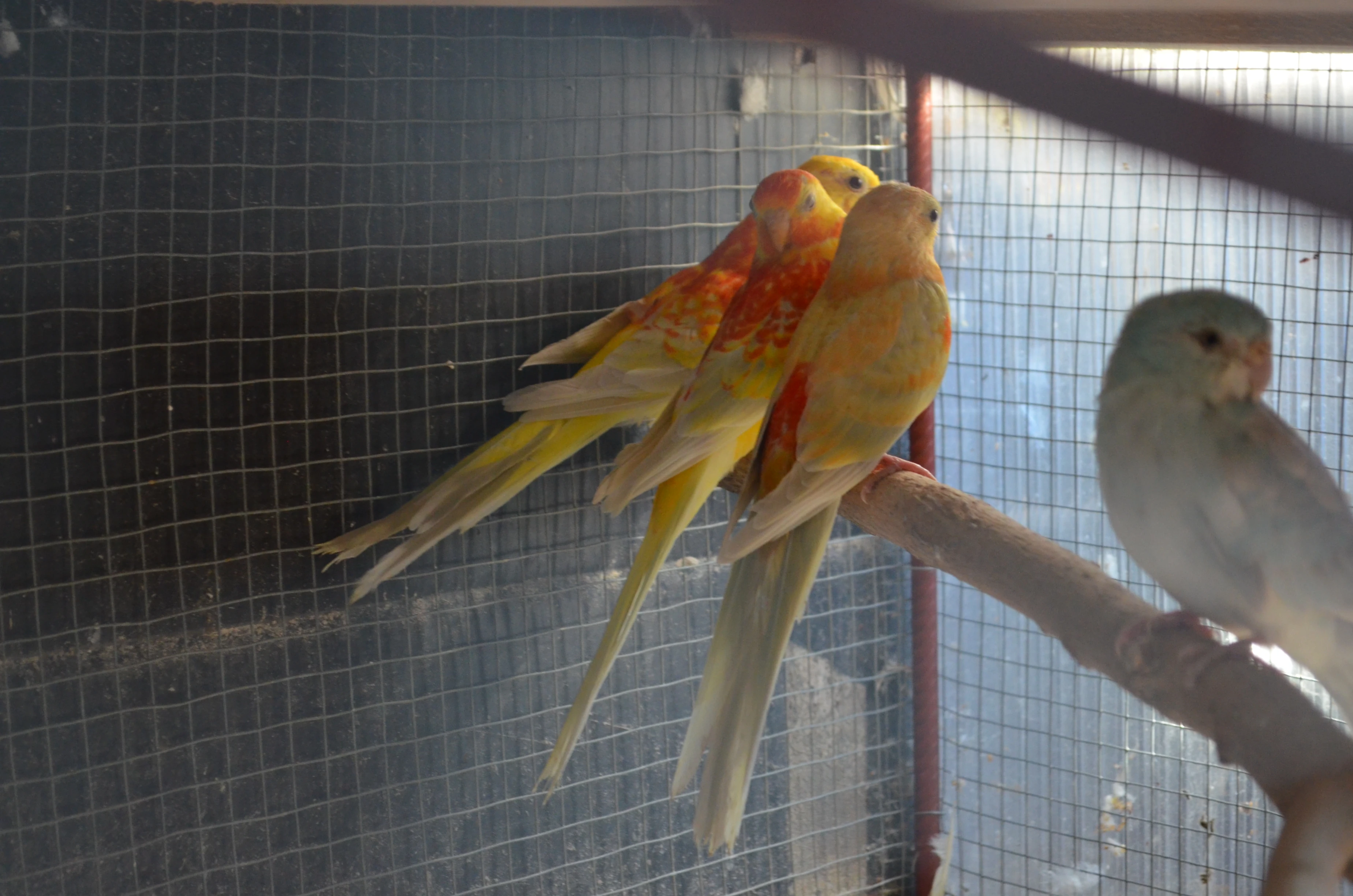 Prodám letošní papoušky zpěvavé