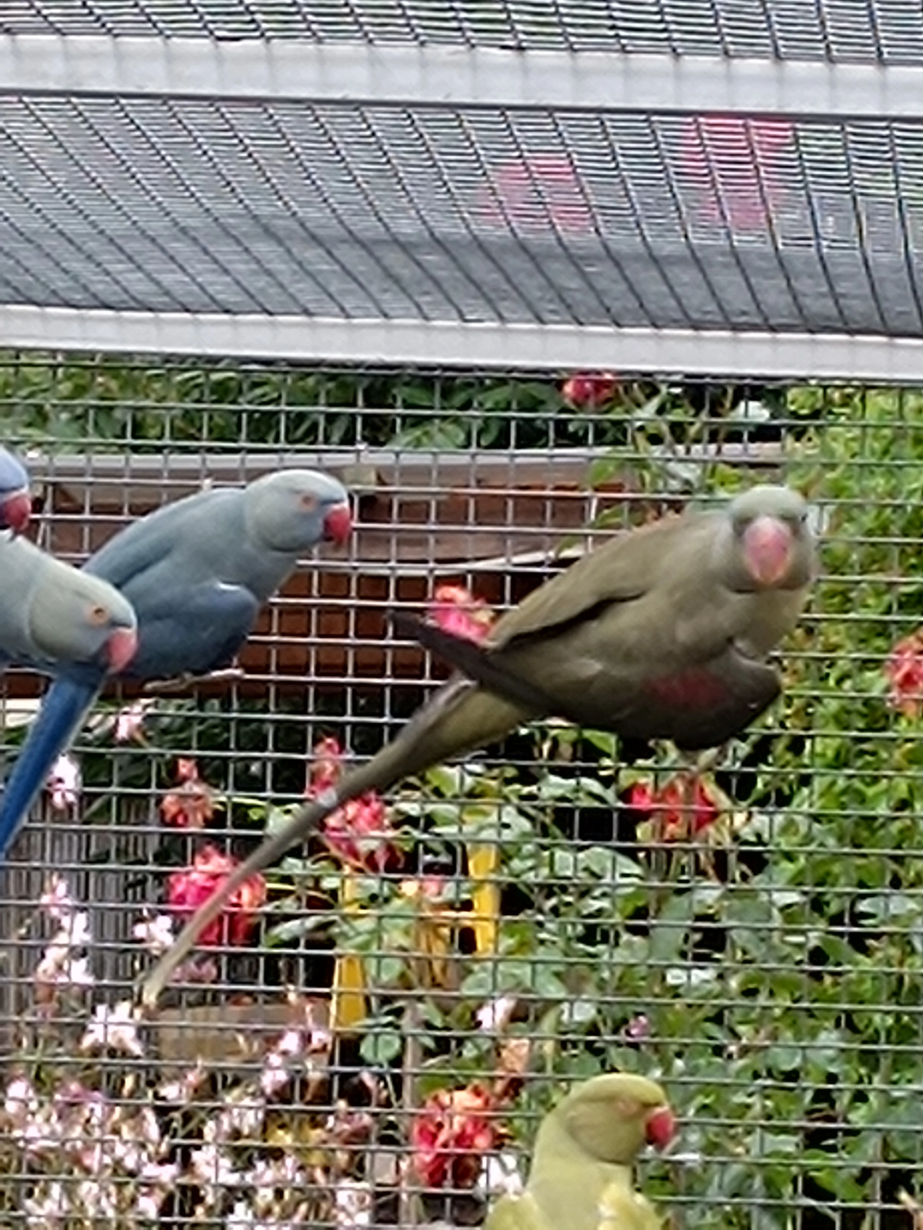 Alexandr Velký Mutace Prodej Výměna