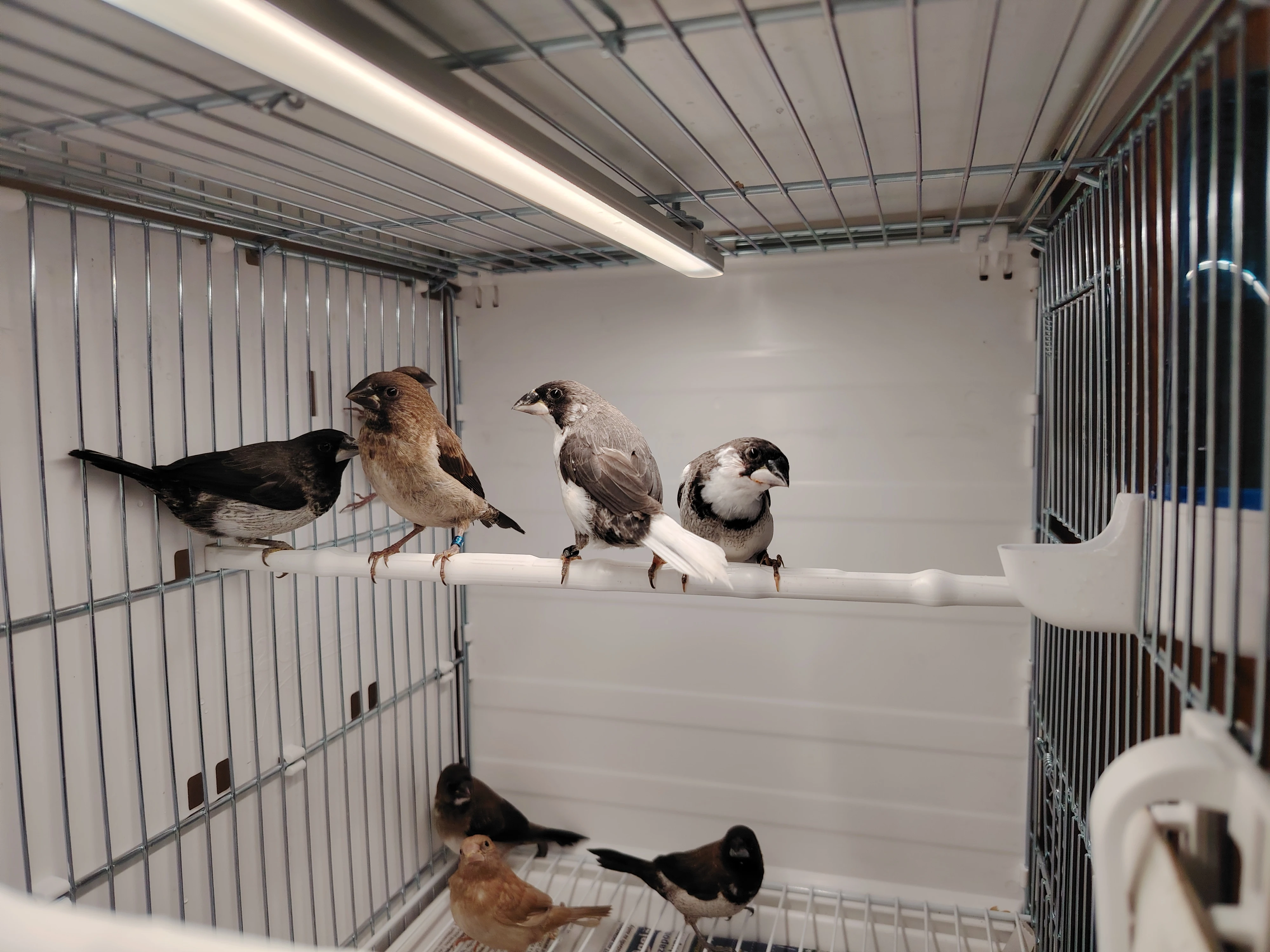 Chůvička japonská - prodám