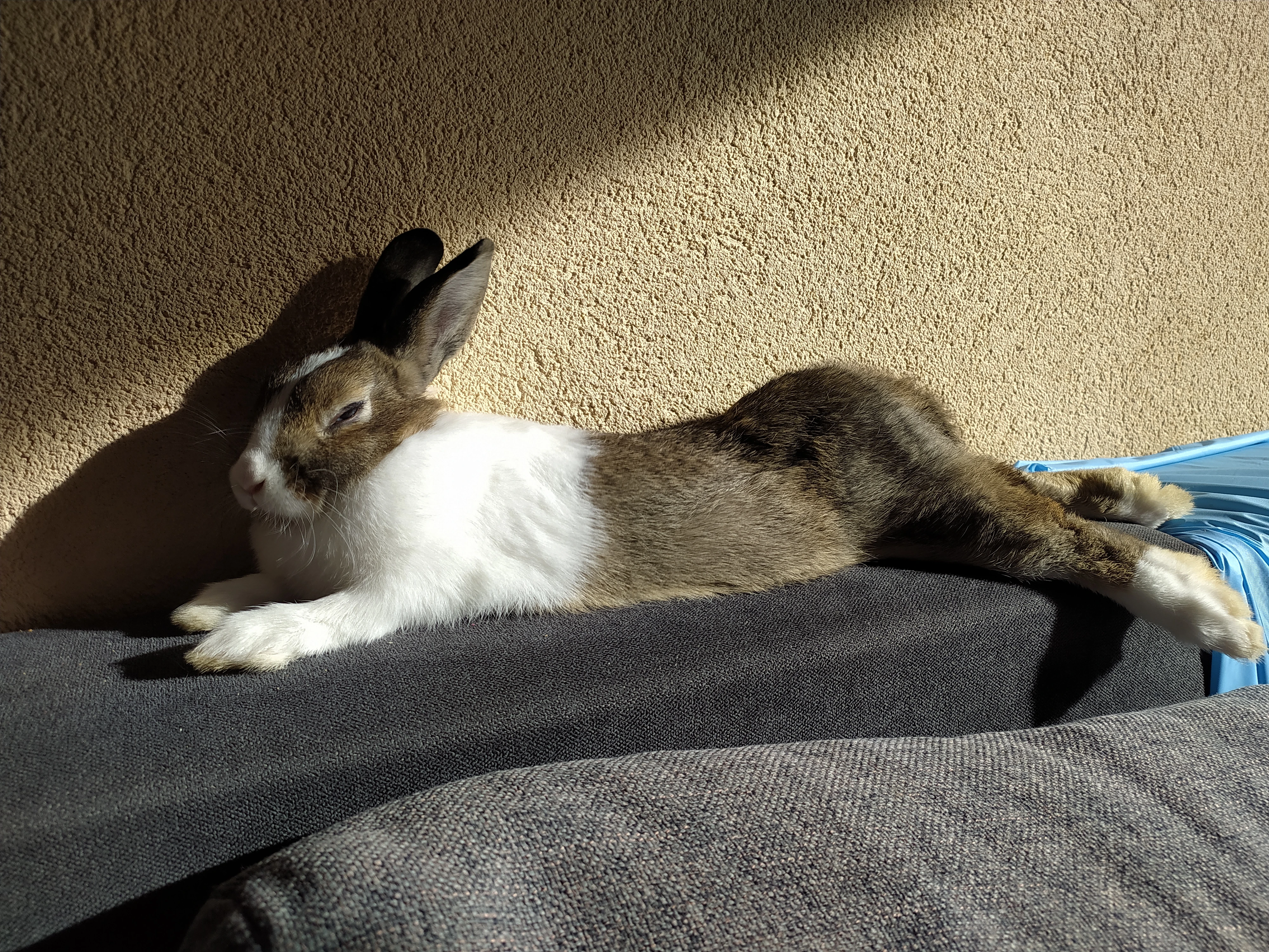 Prodám malého králíčka