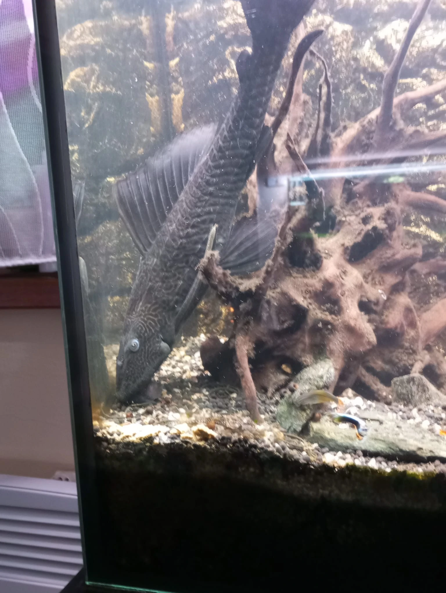 Krunýřovec velkoploutvý