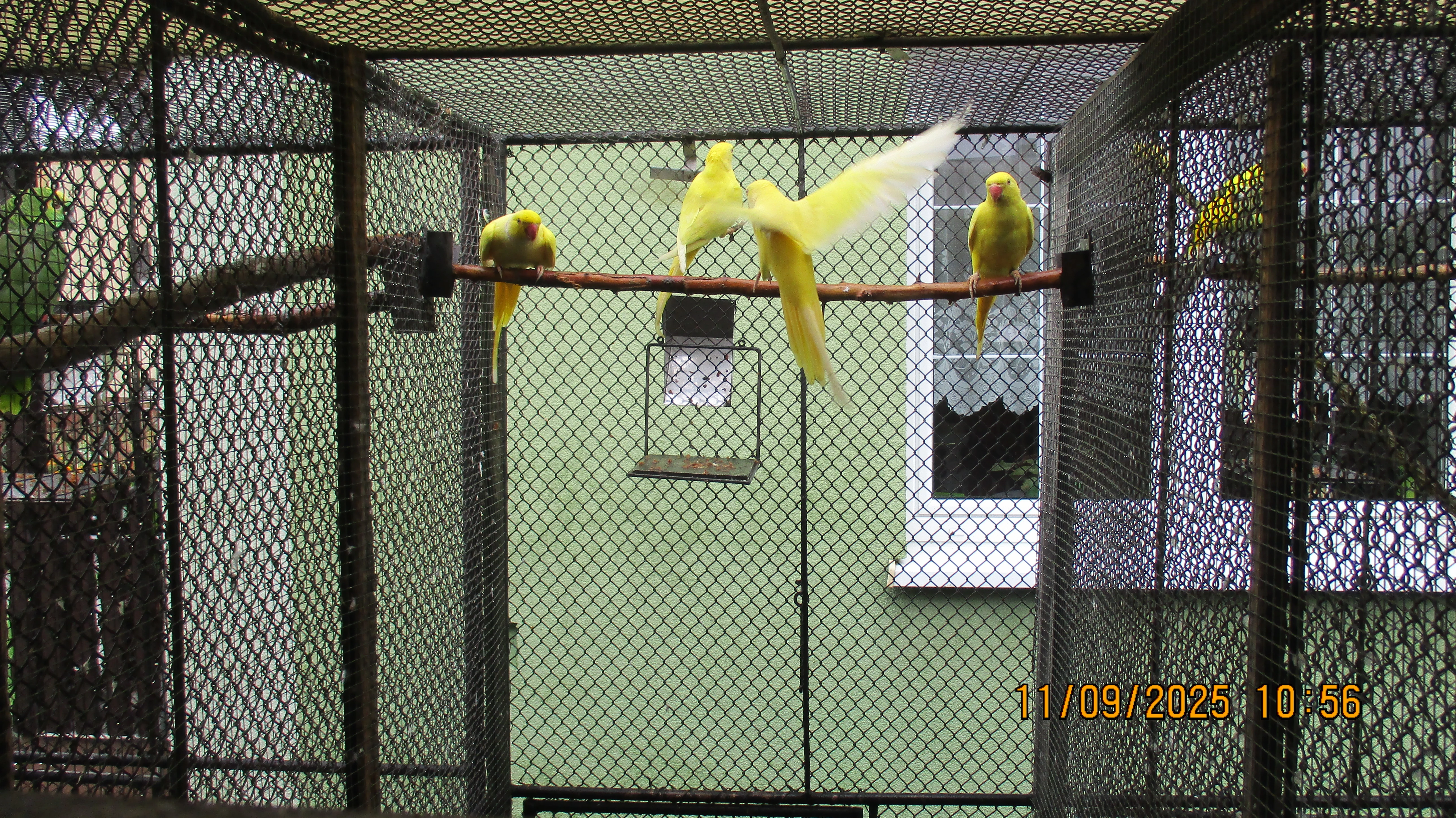 Alexander maly lutino