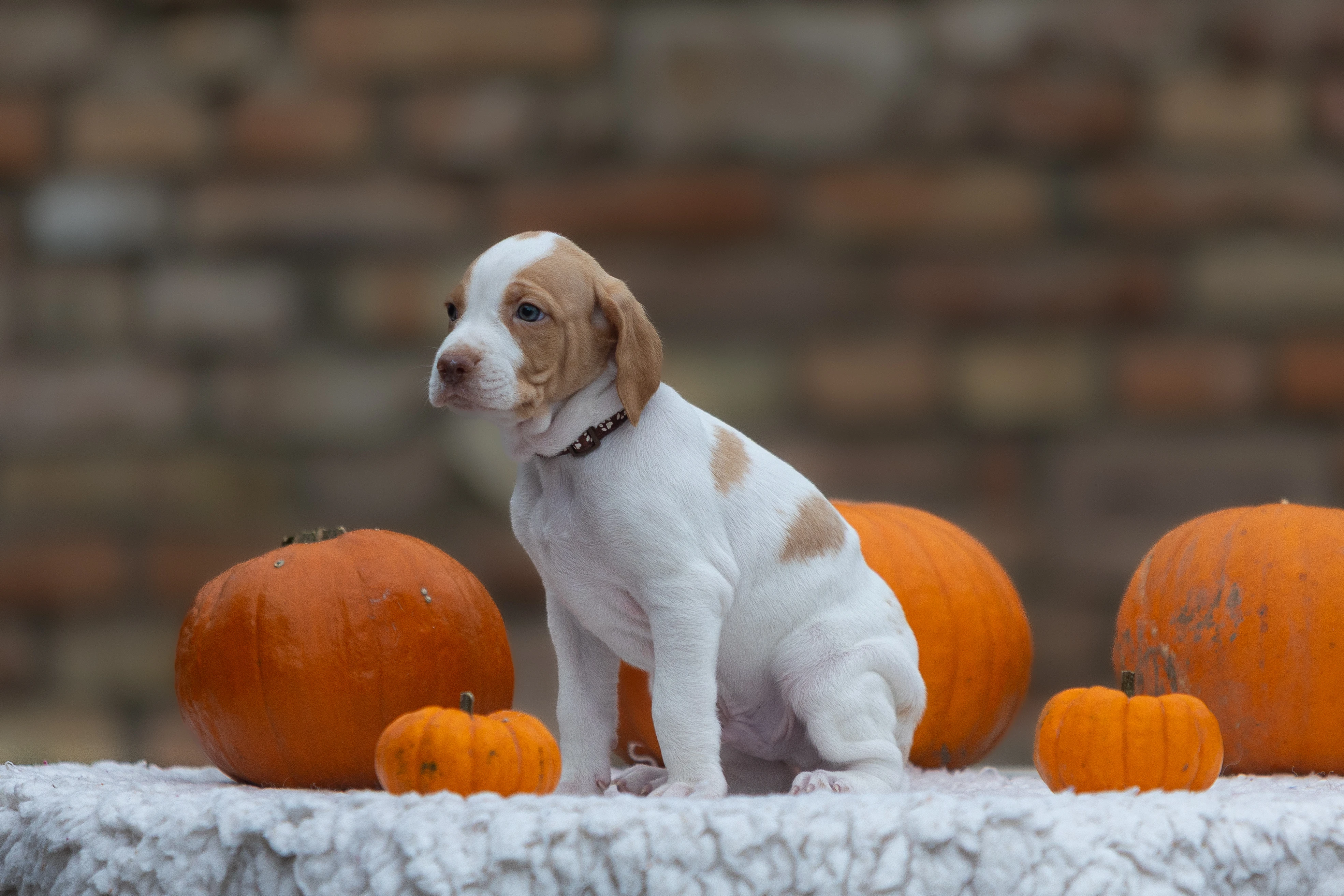 Saintgermánský ohař