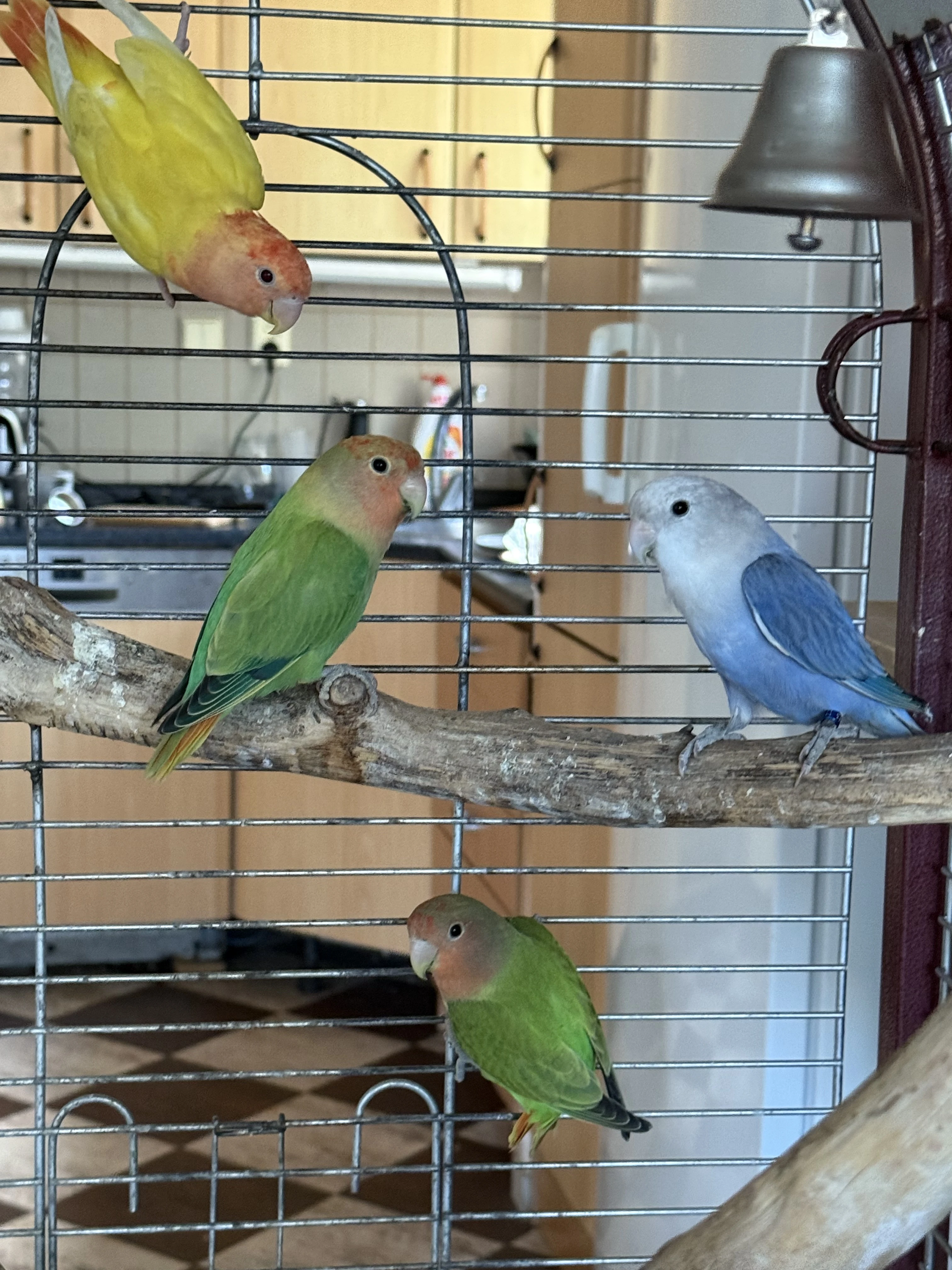 4x Agapornis 1 par 2