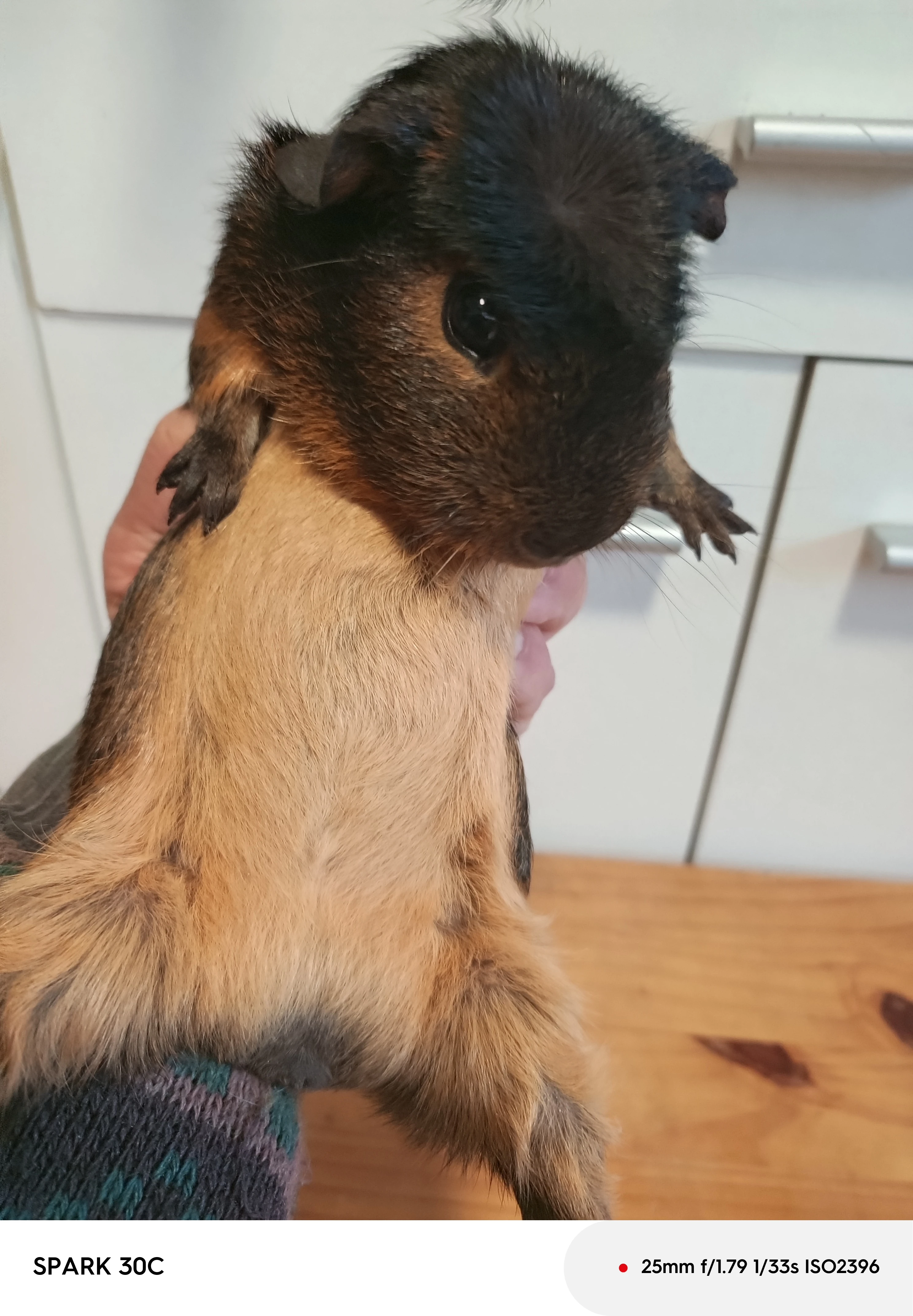 Prodám tříměsíčního samečka