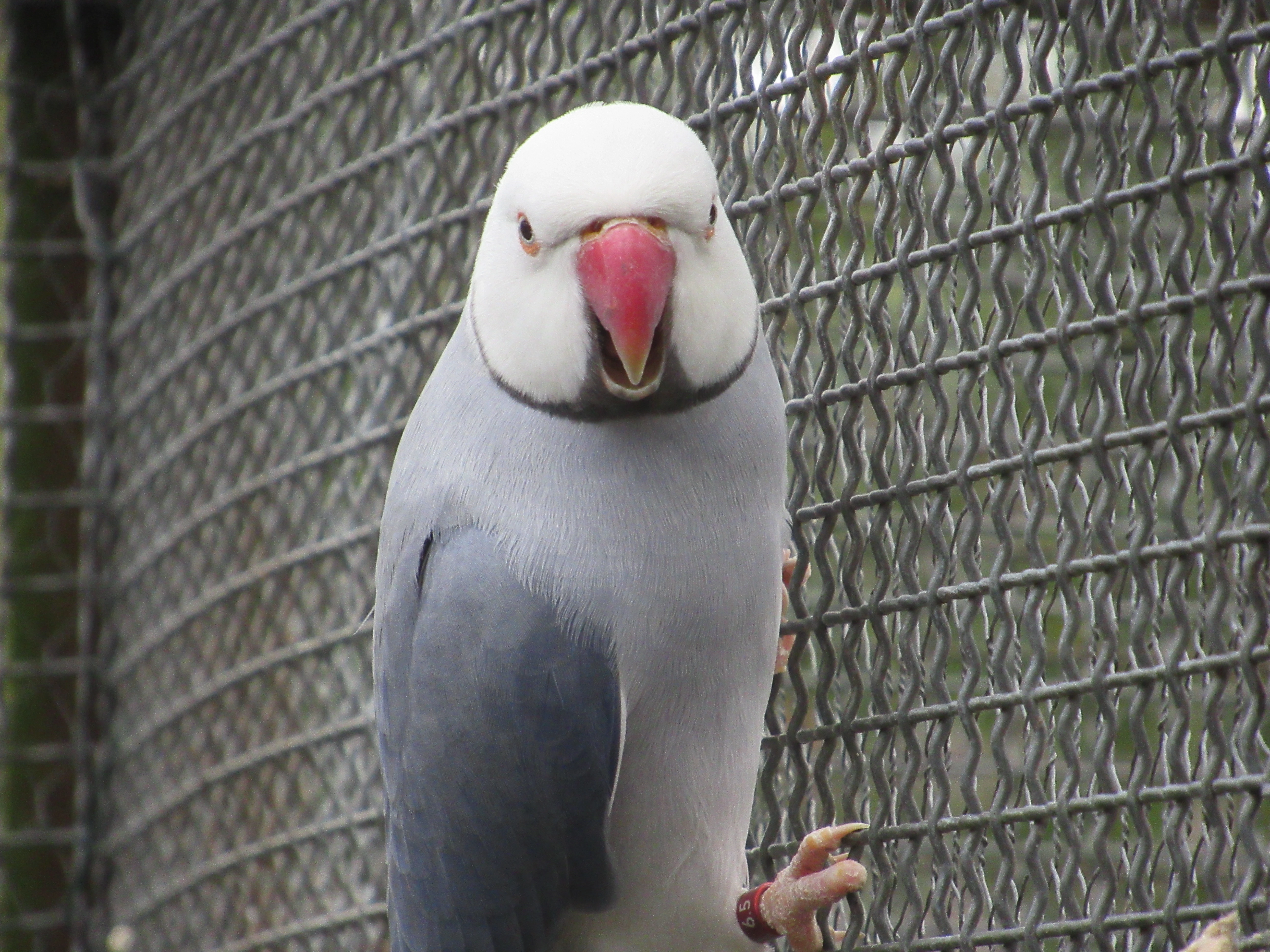 Mutační Alexandry malé.