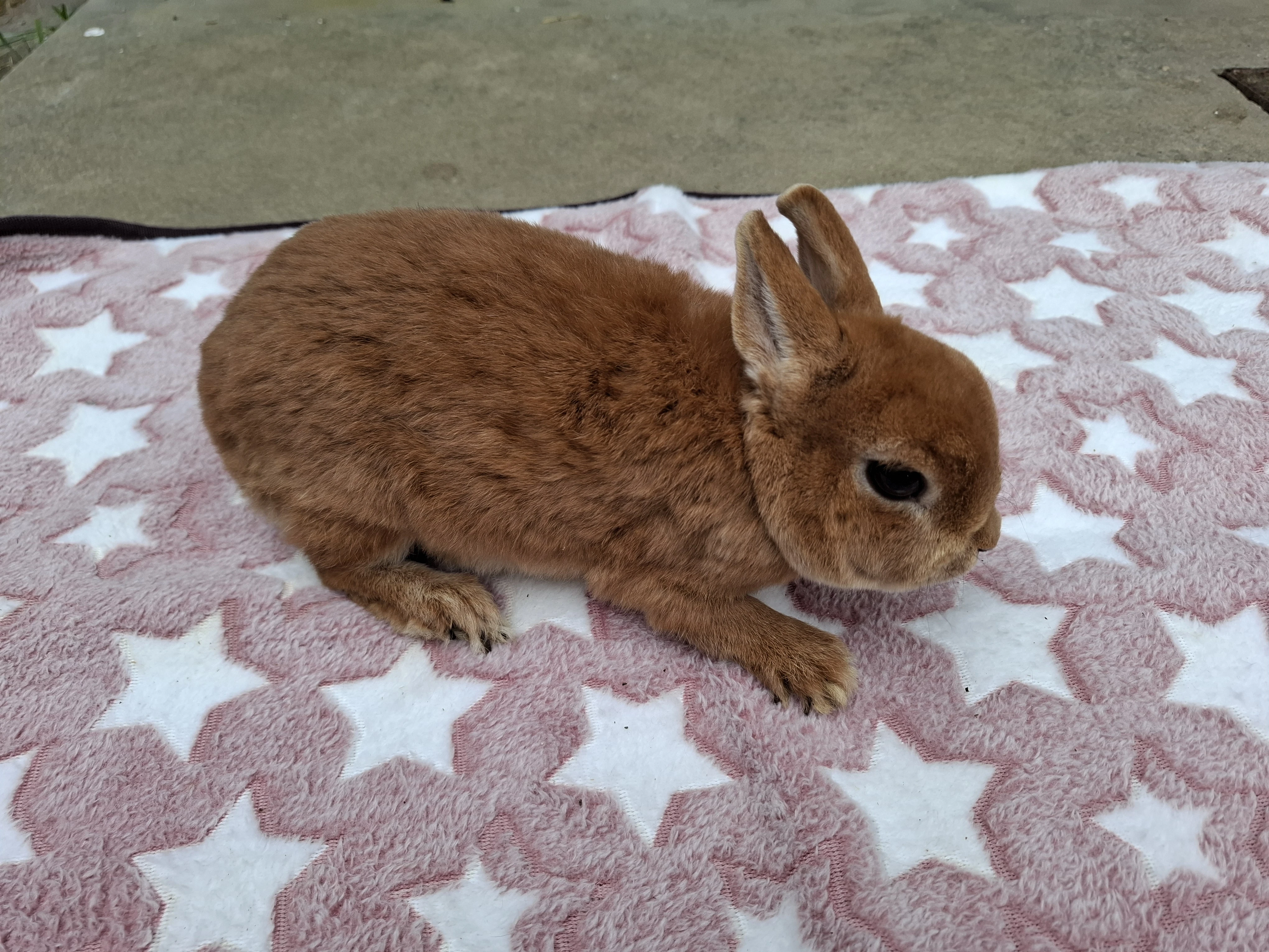 Zakrslý rex oranžový