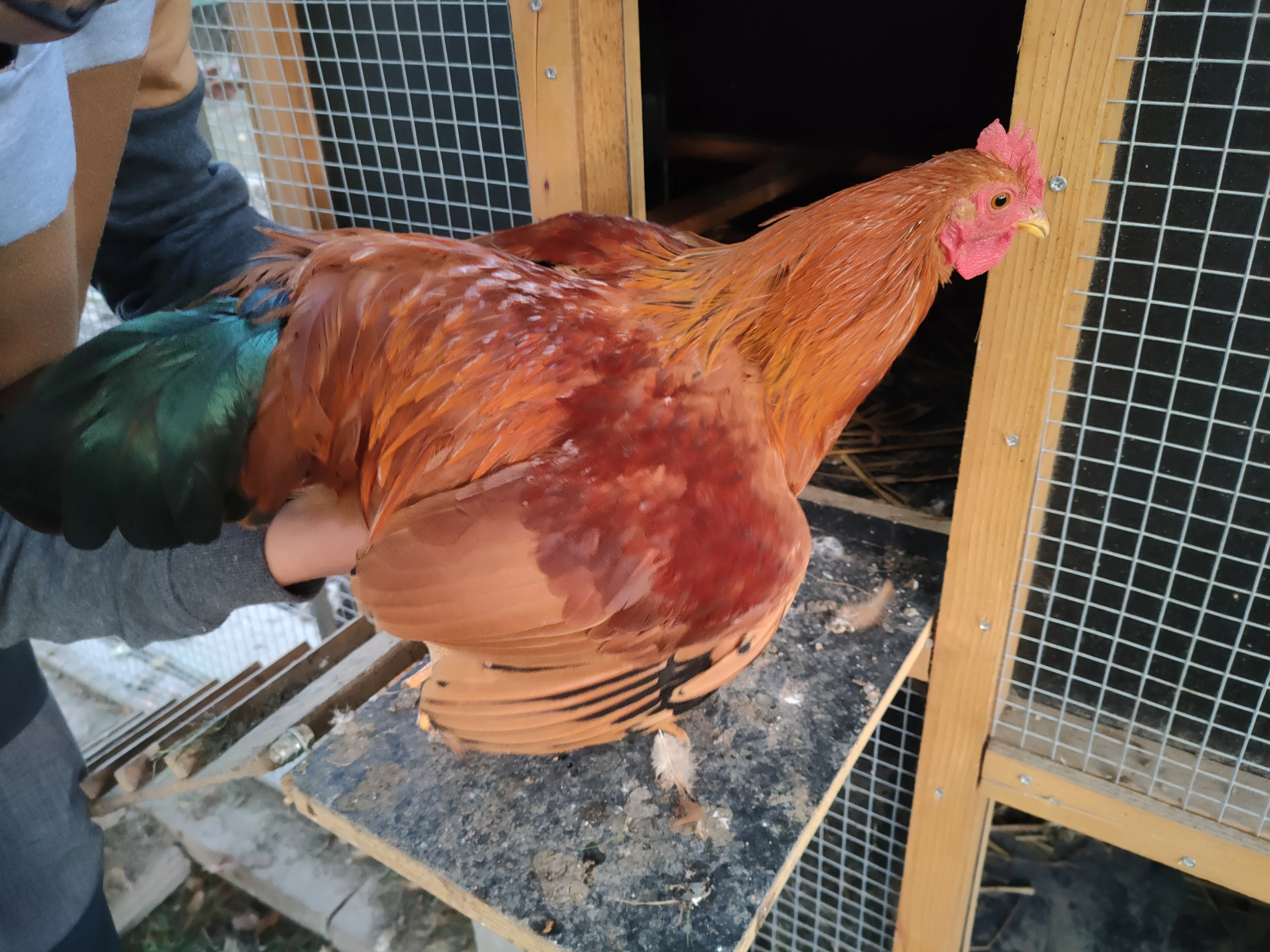 Kohout zdrobnělé hempšírky