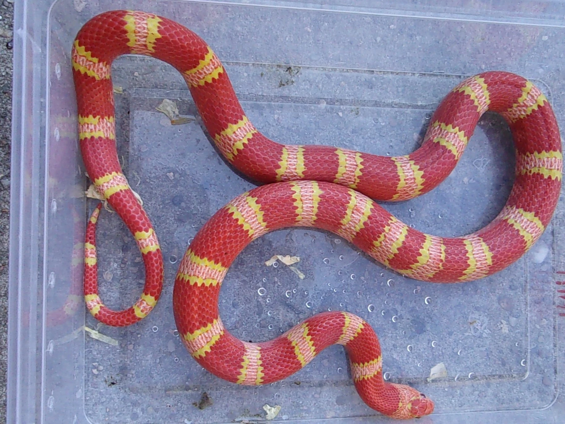 Chovný pár  hetero samici, a subadulní pár Pastel King