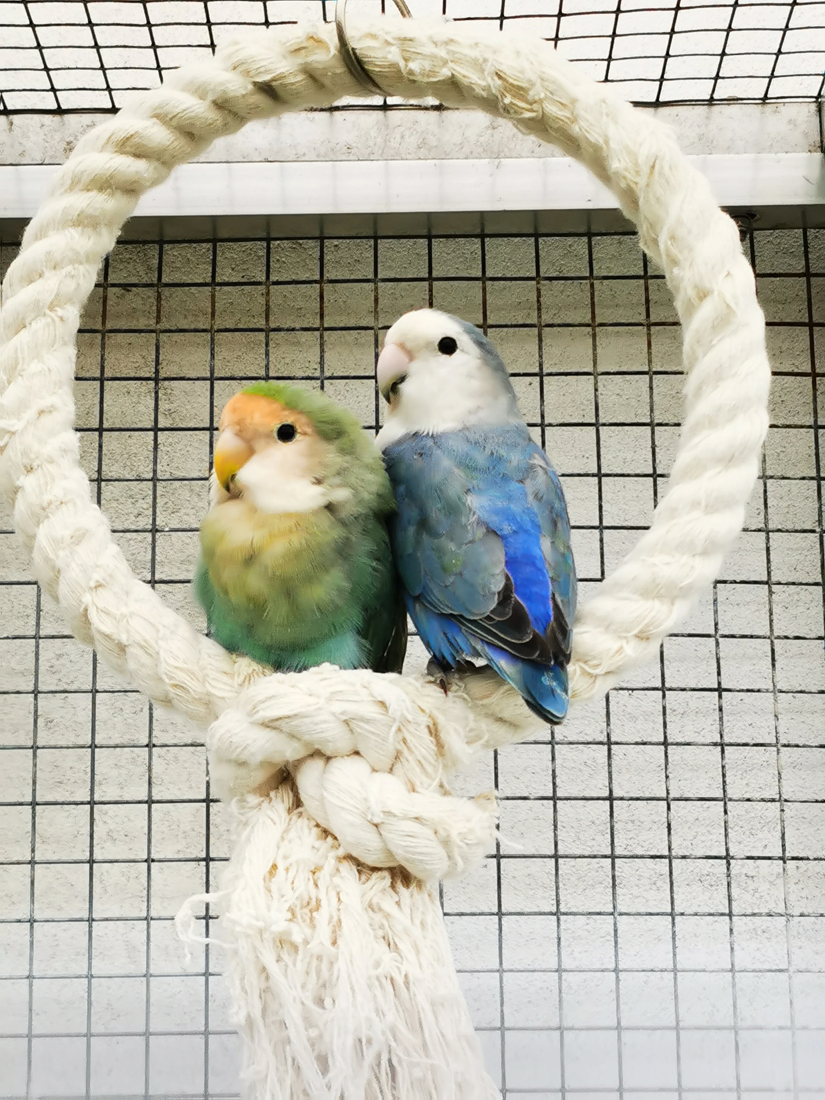 Agapornis růžohrdlý pár KLADNO 1.11.2025