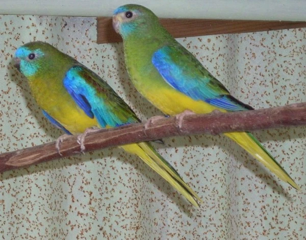 Neofema tyrkysová přírodní