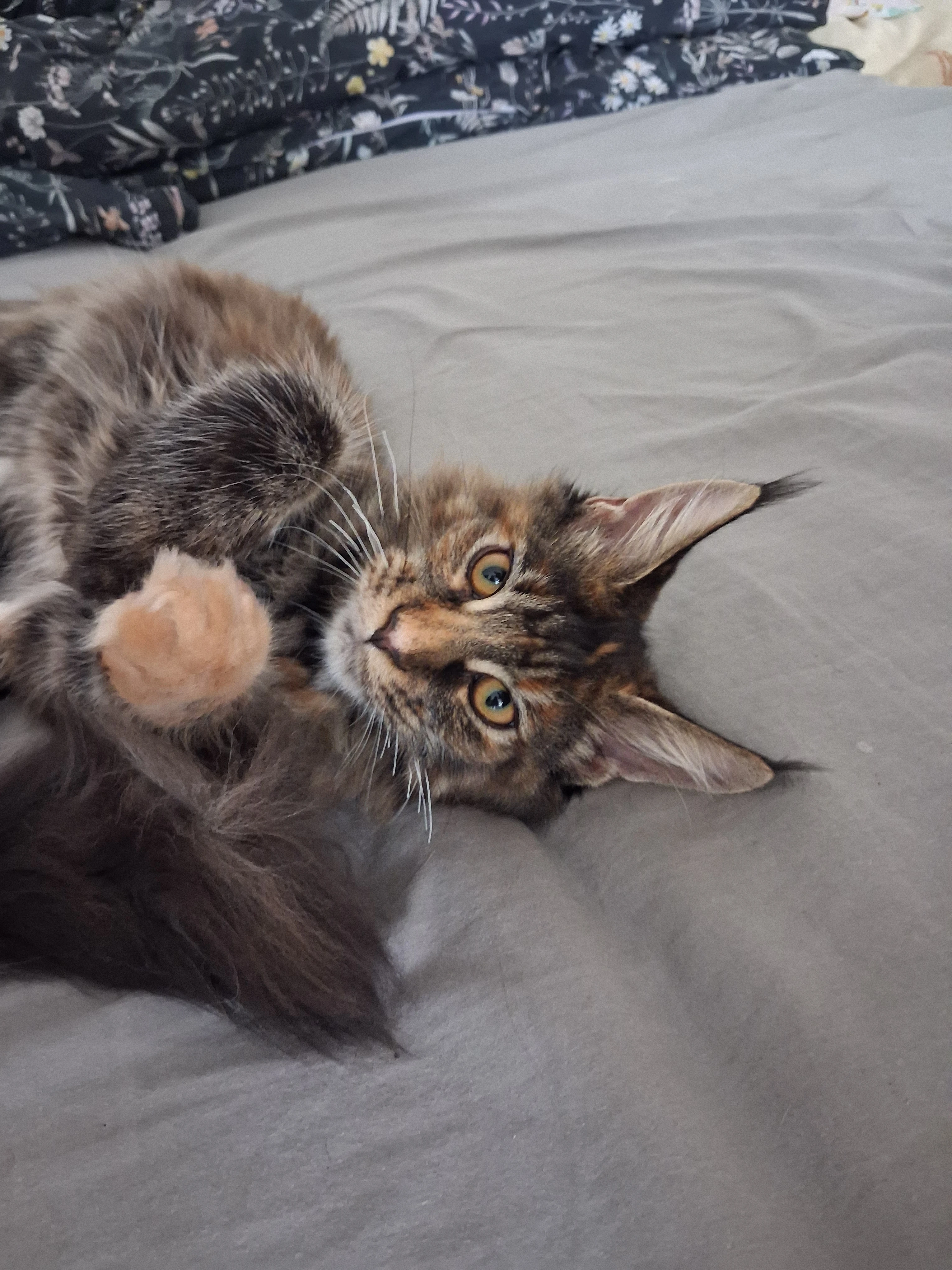 Mainská mývalí kočička