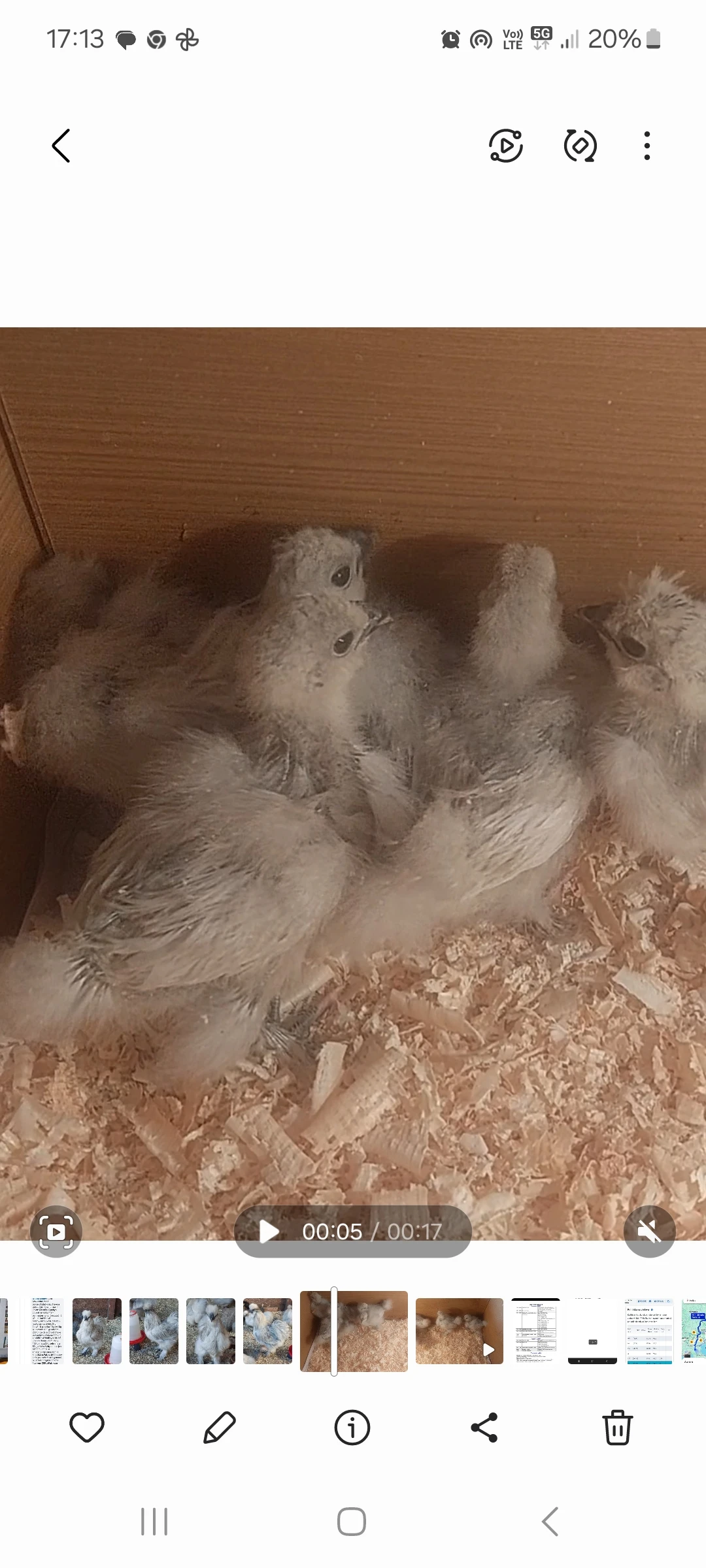 Hedvábnička kuřátka