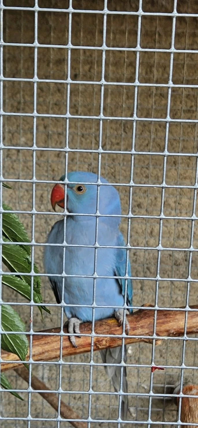 Prodej - 2x alexandr malý