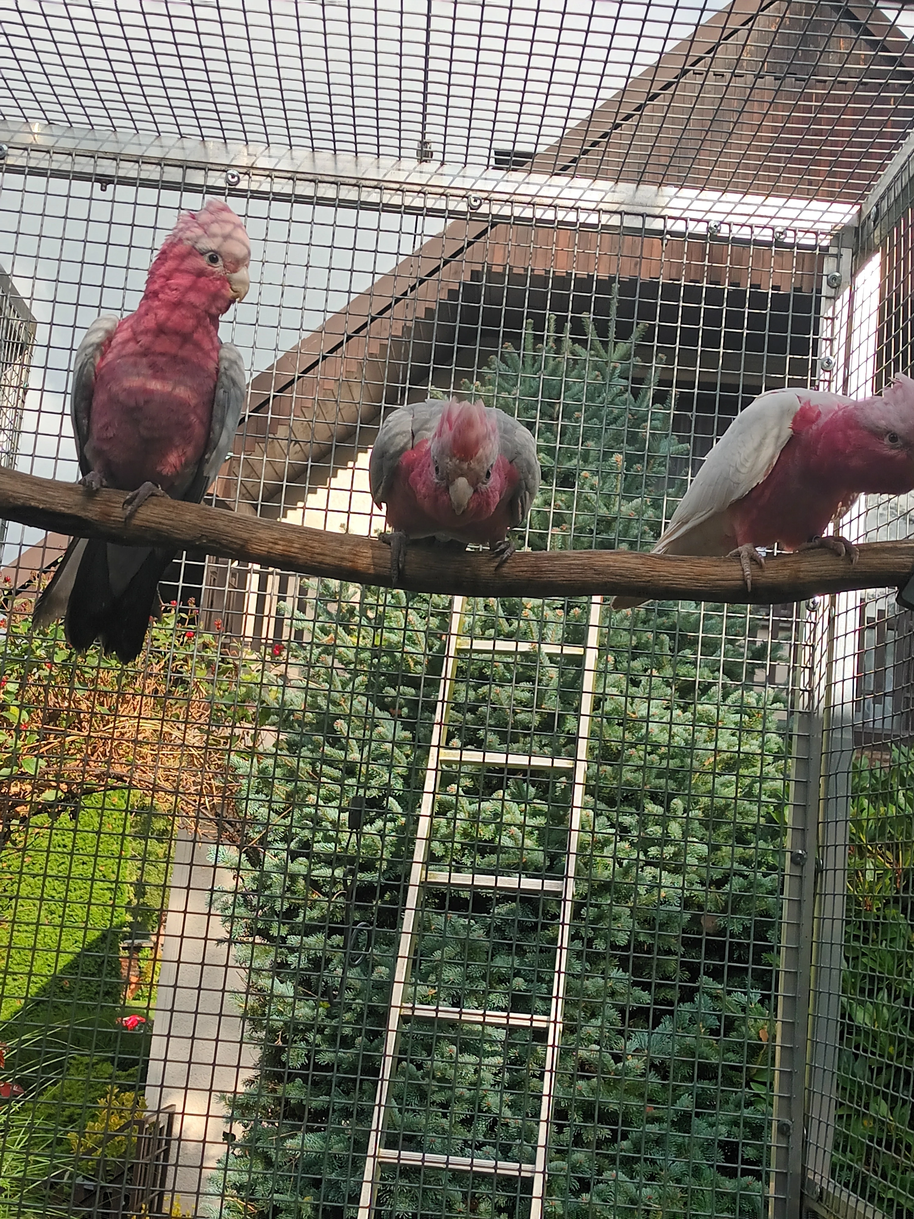 Kakadu růžový, štěpák lutino