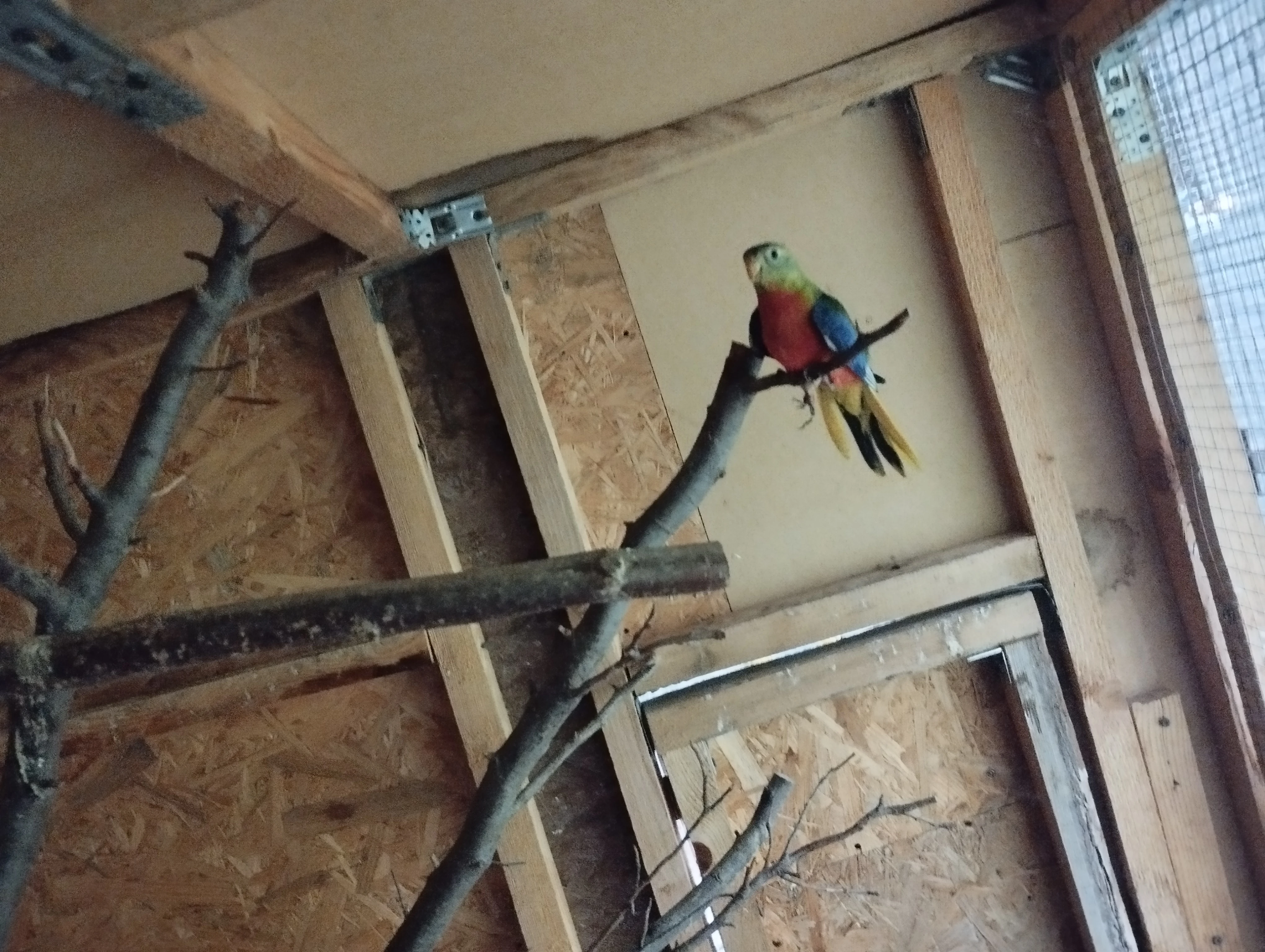 Daruji letošní neofemu