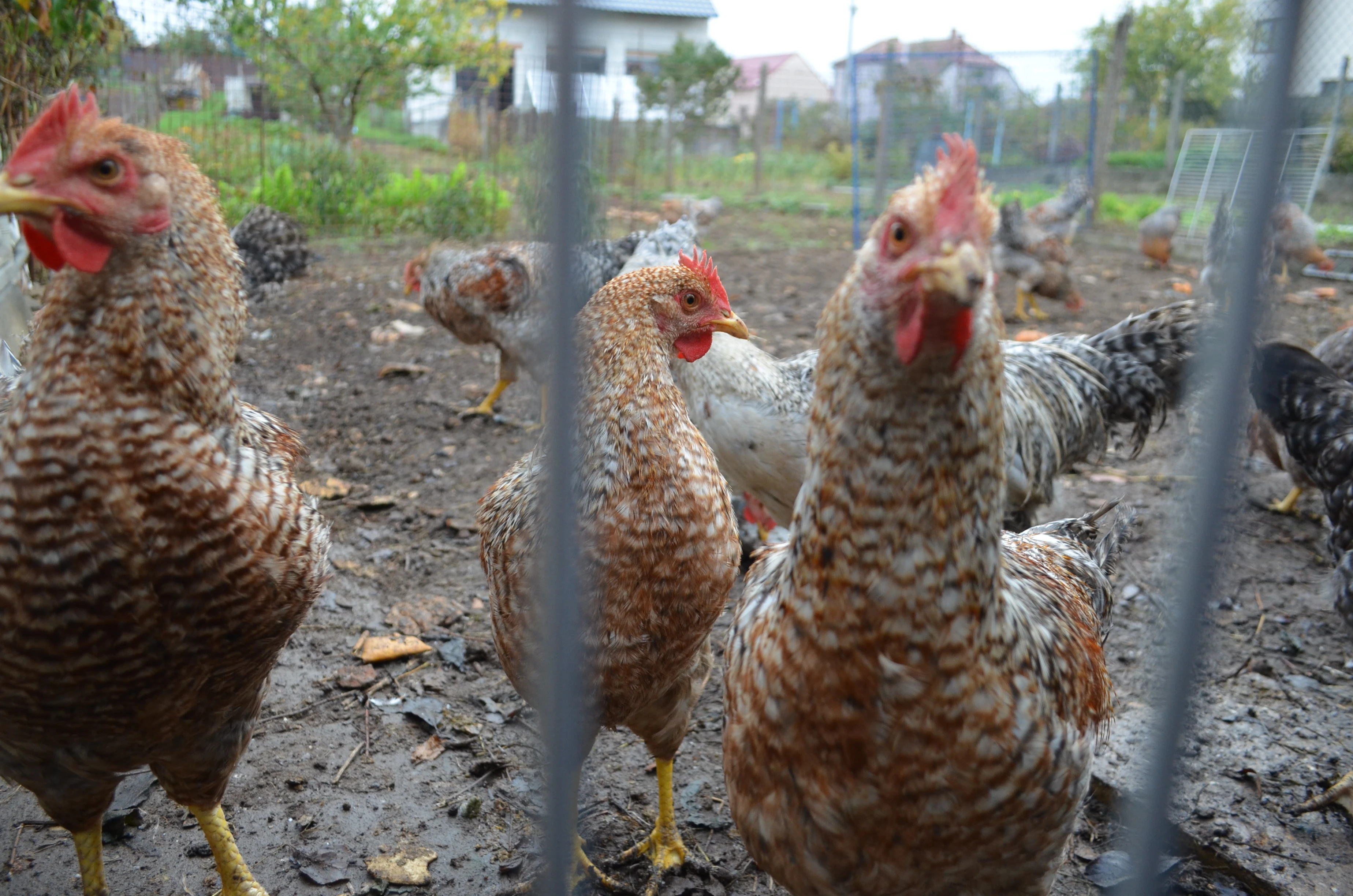 Bielefeldka rodobarvá