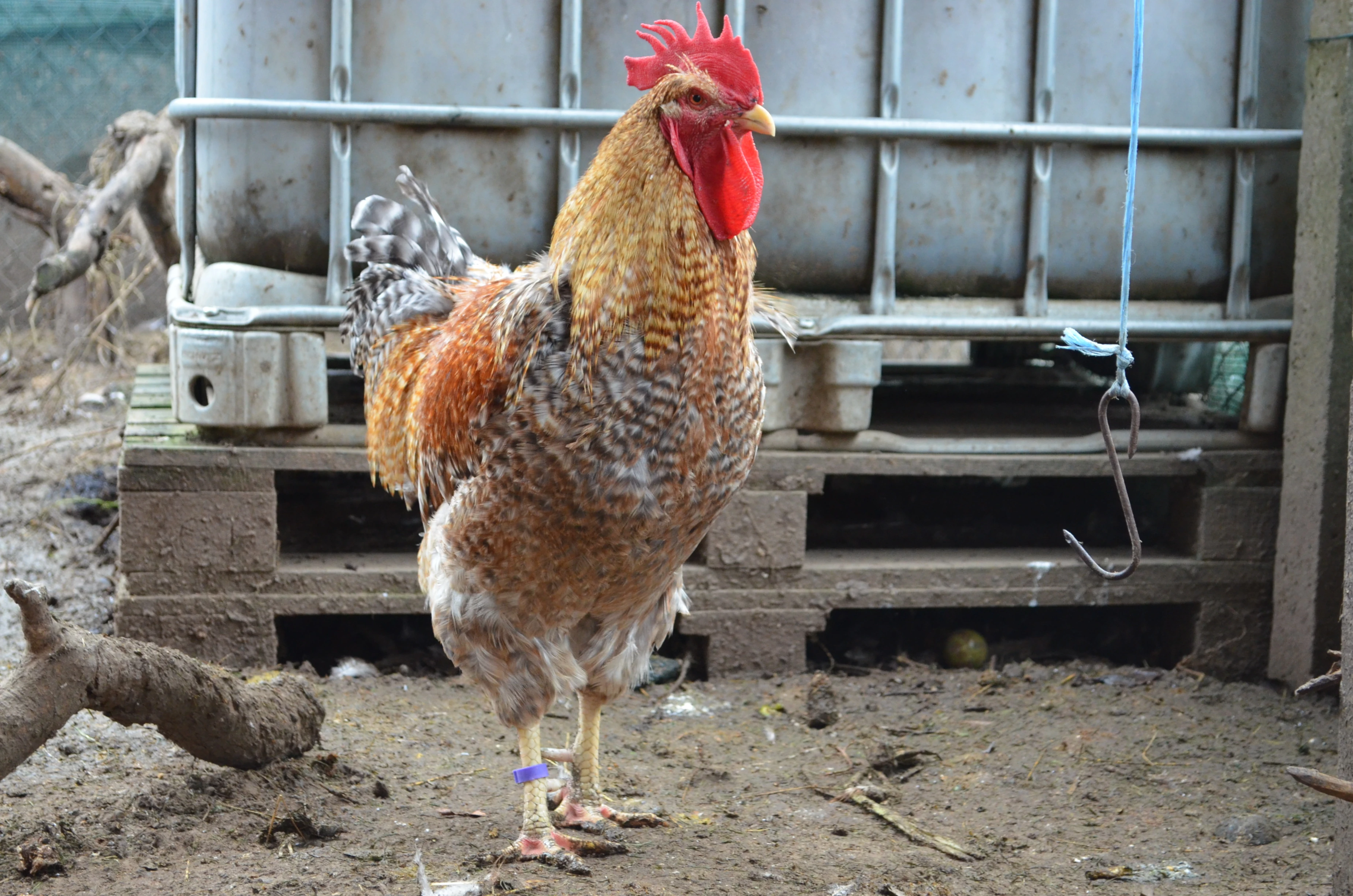 Bielefeldka rodobarvá