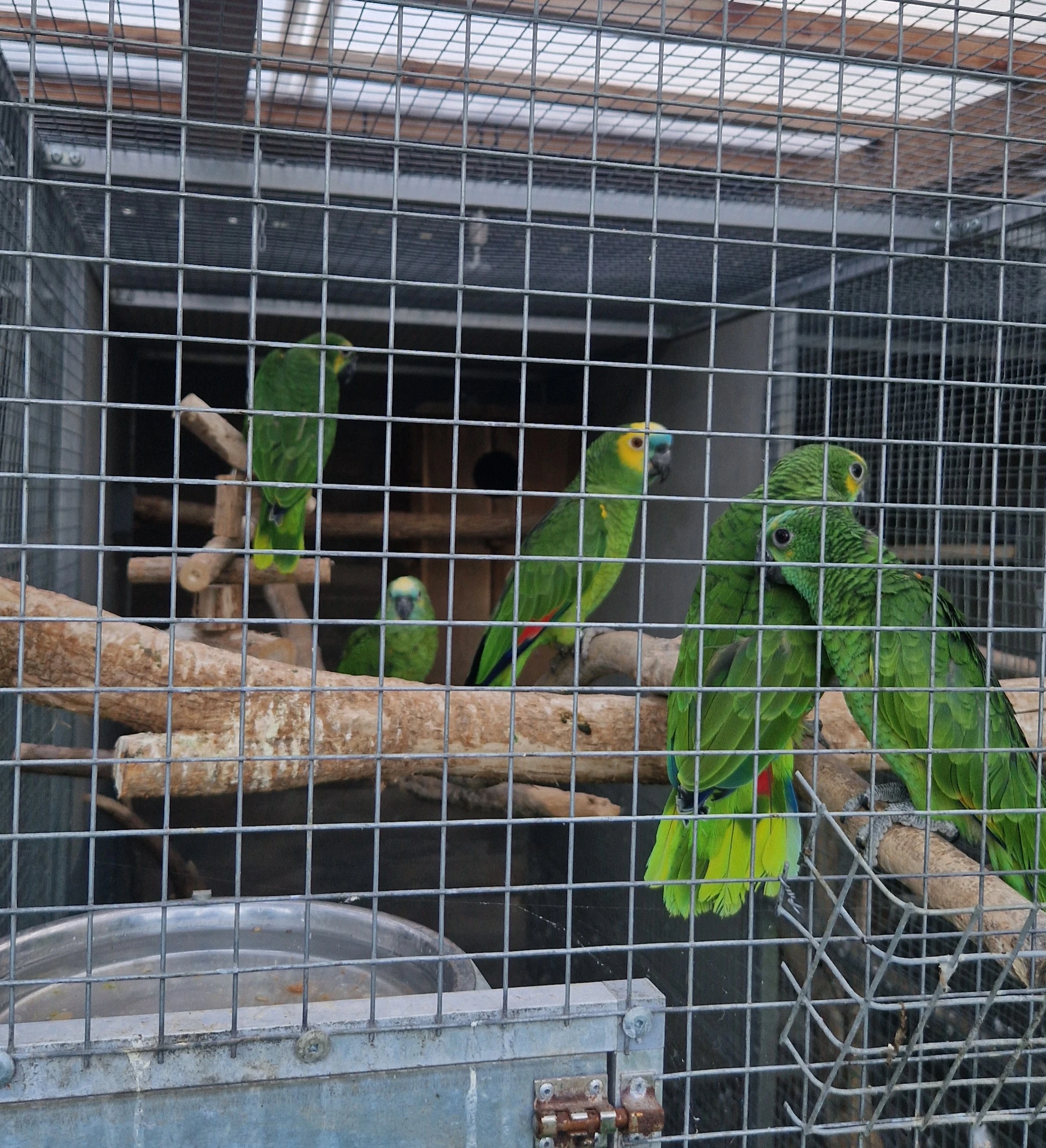 Amazoňan modročelý