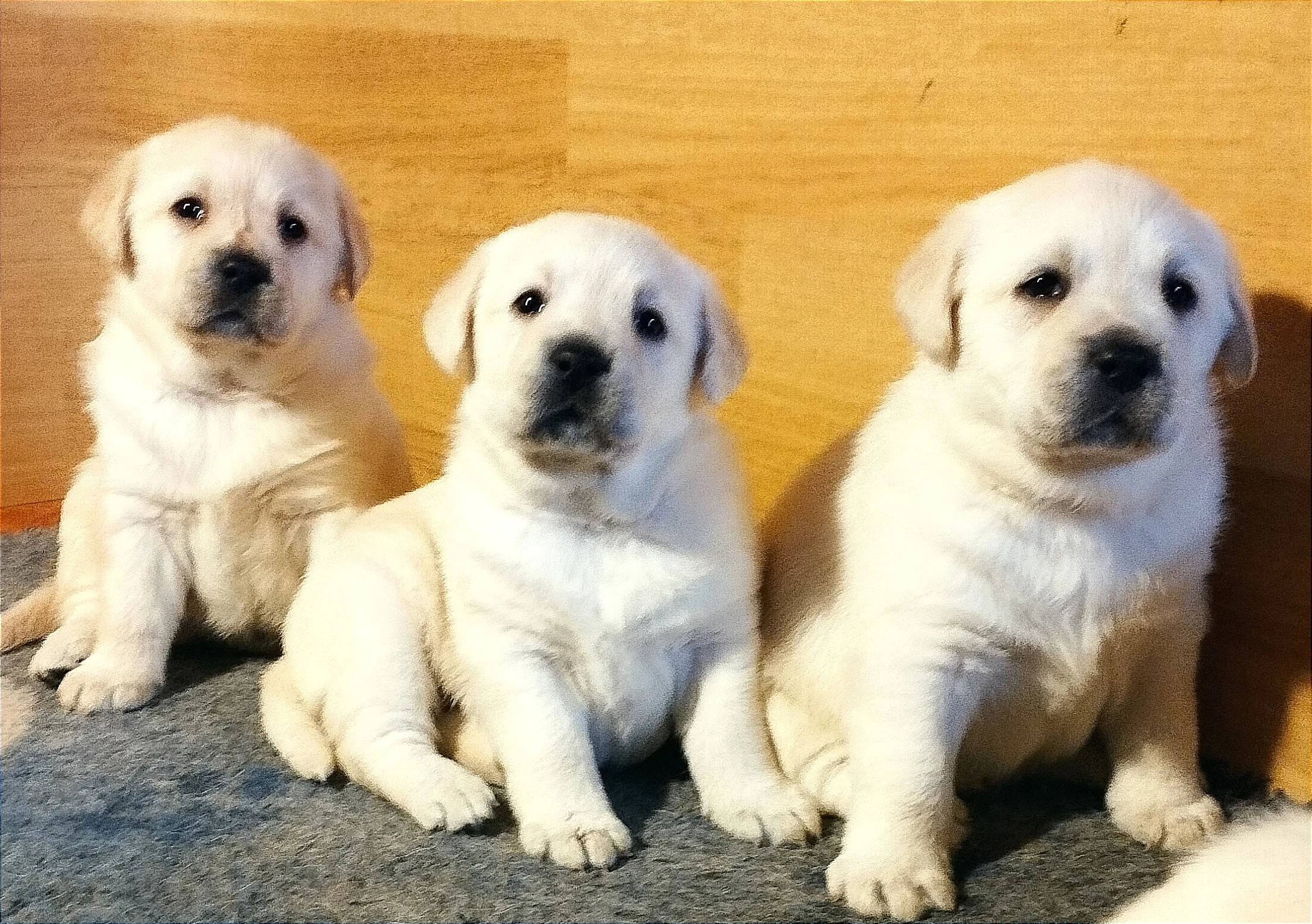 Labrador krásná štěňátka s PP