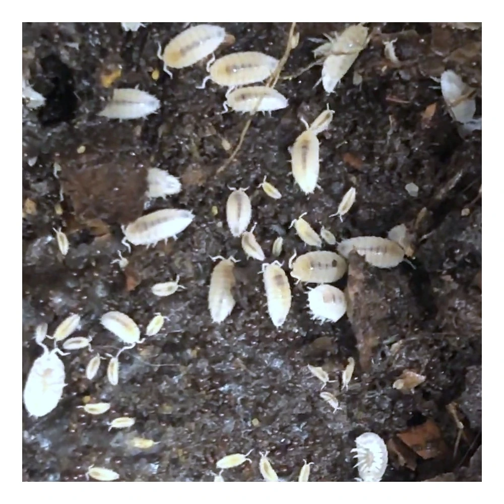 Tropické stínky Trichorhina