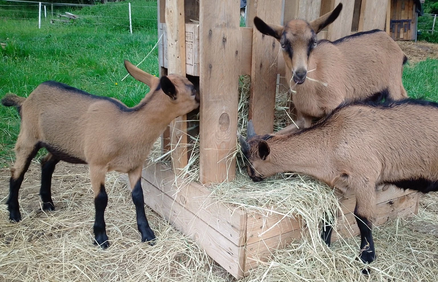 Koza hnědá krátkosrstá