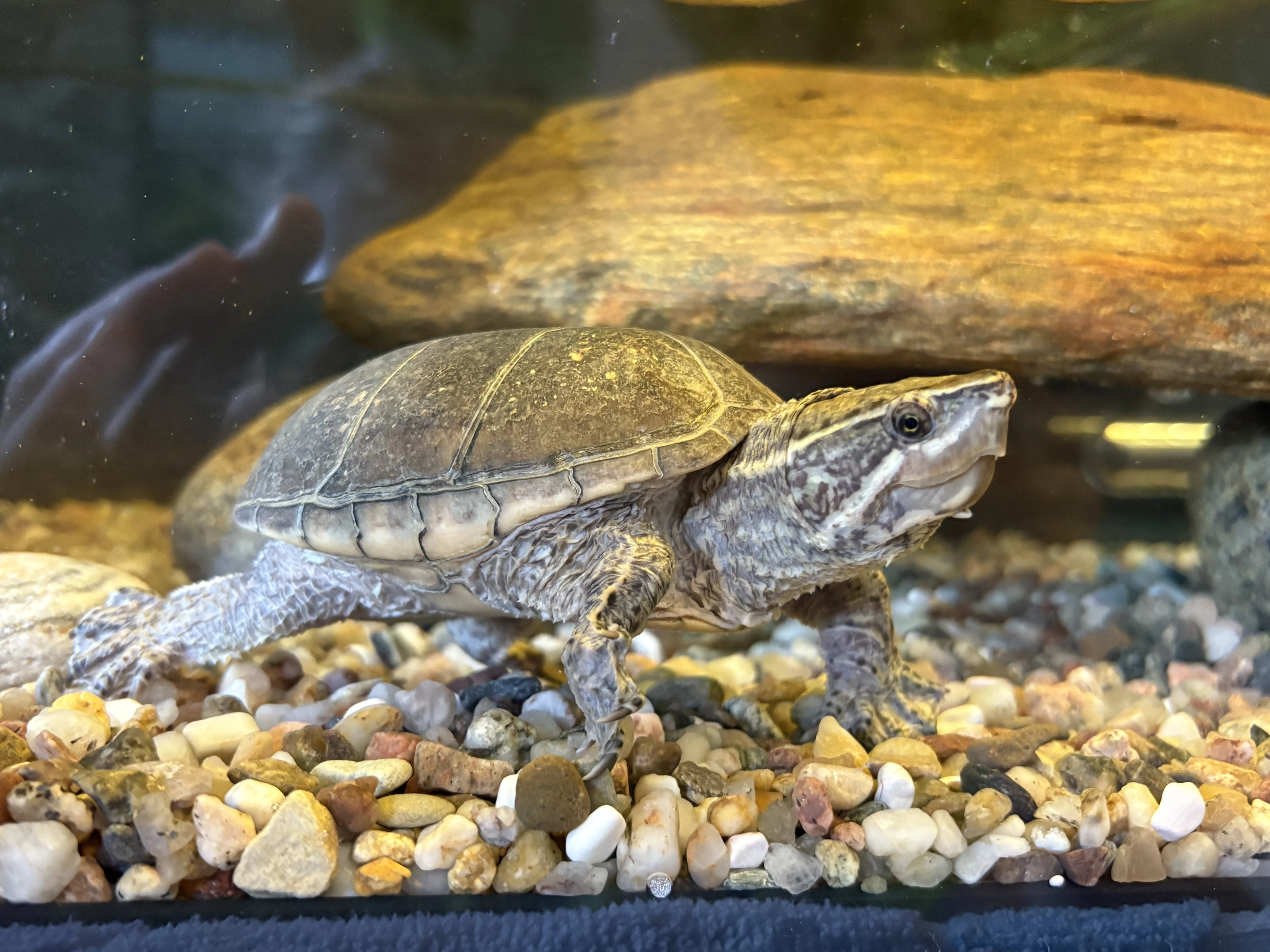 Prodám klapavku obecnou