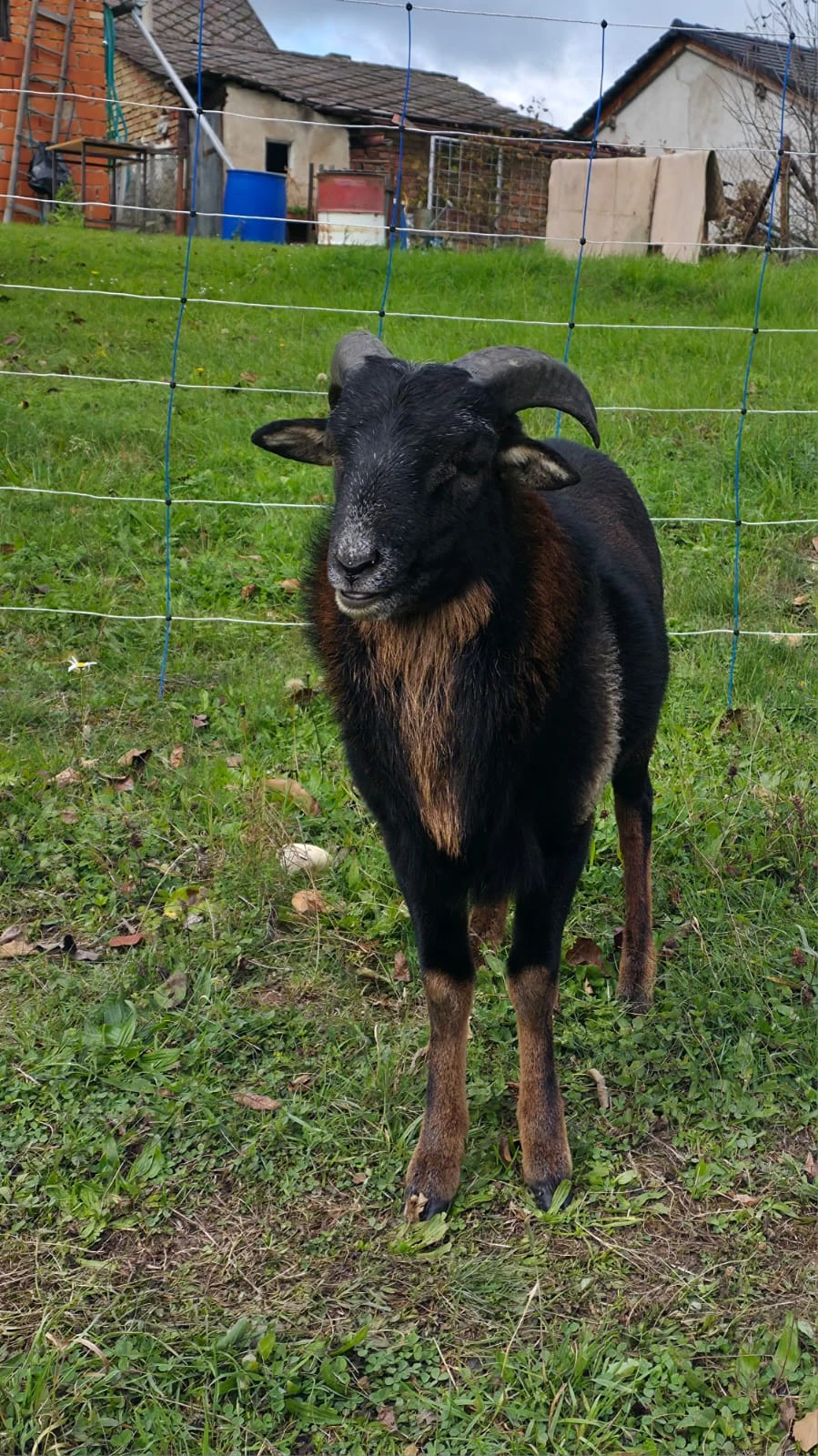 Kamerunské ovce - berani