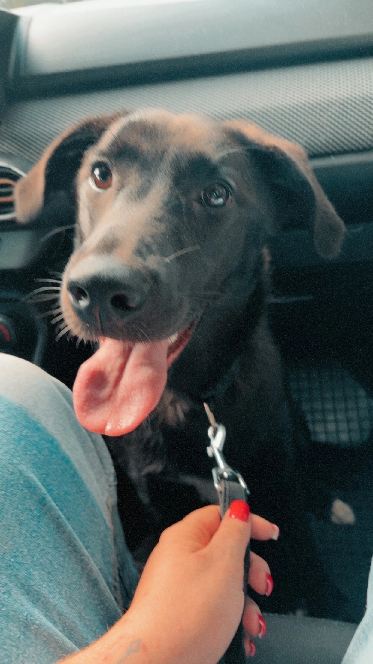 Kříženka labradora