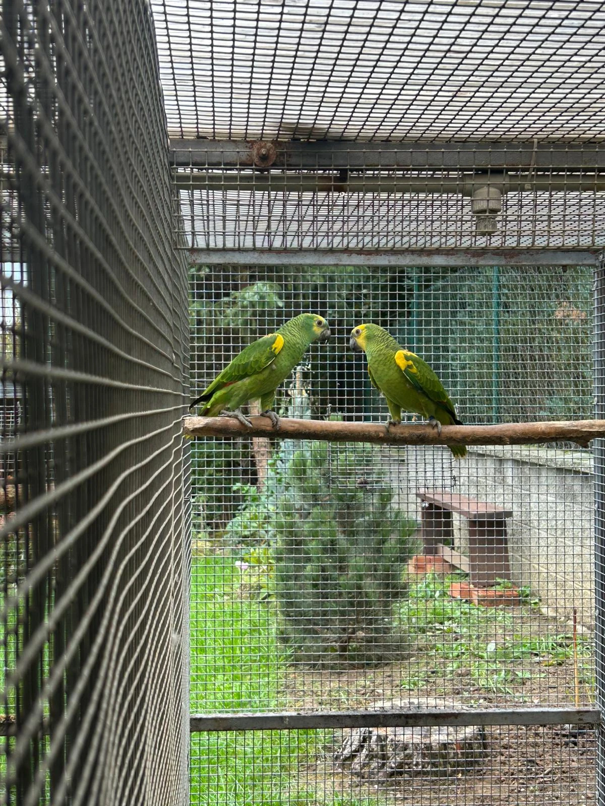 Prodám Amazoňana modročelého