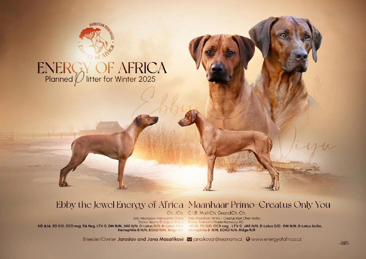 Rhodéský Ridgeback - štěňátka s PP