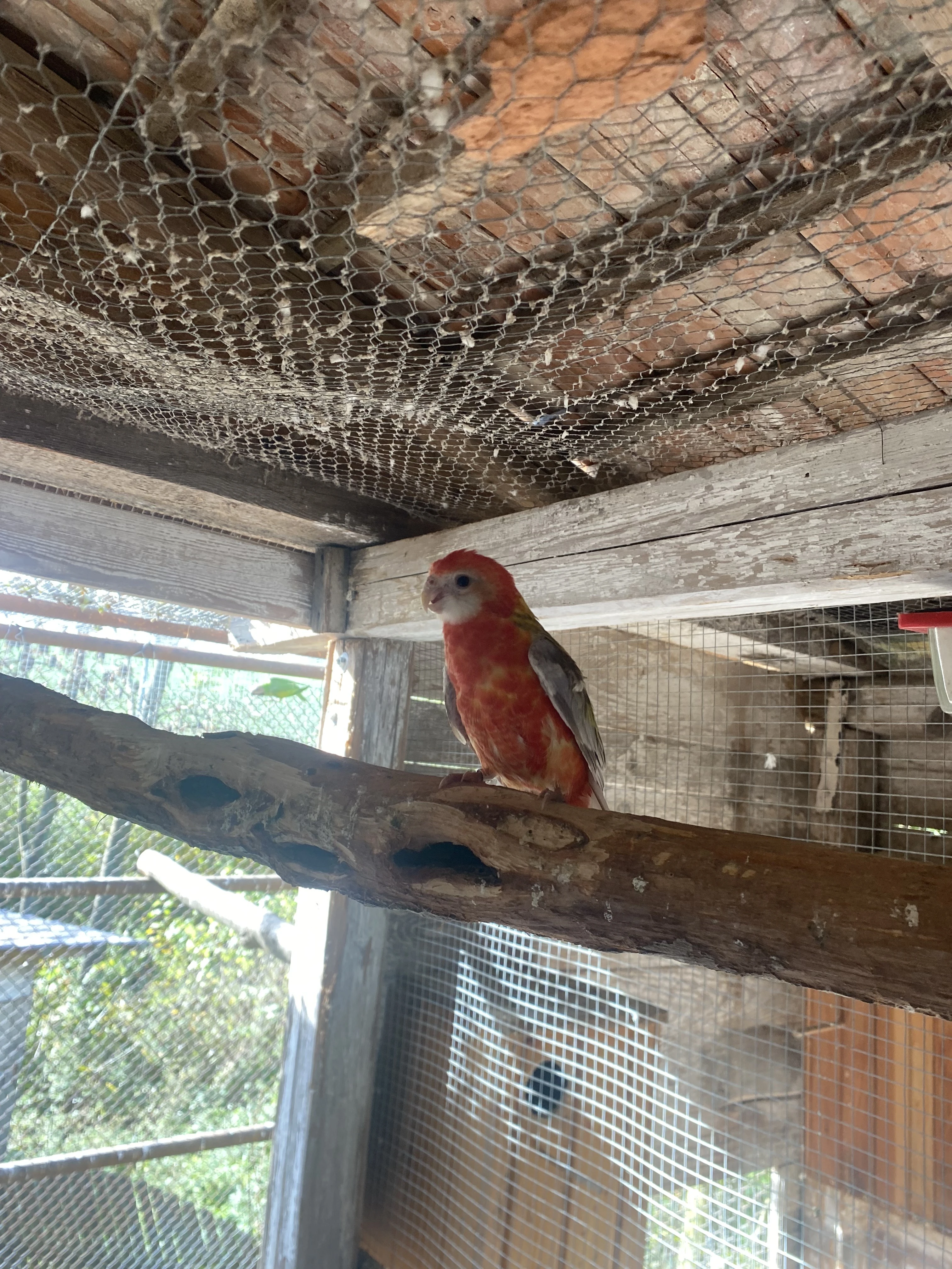 Prodám rosela pestrá