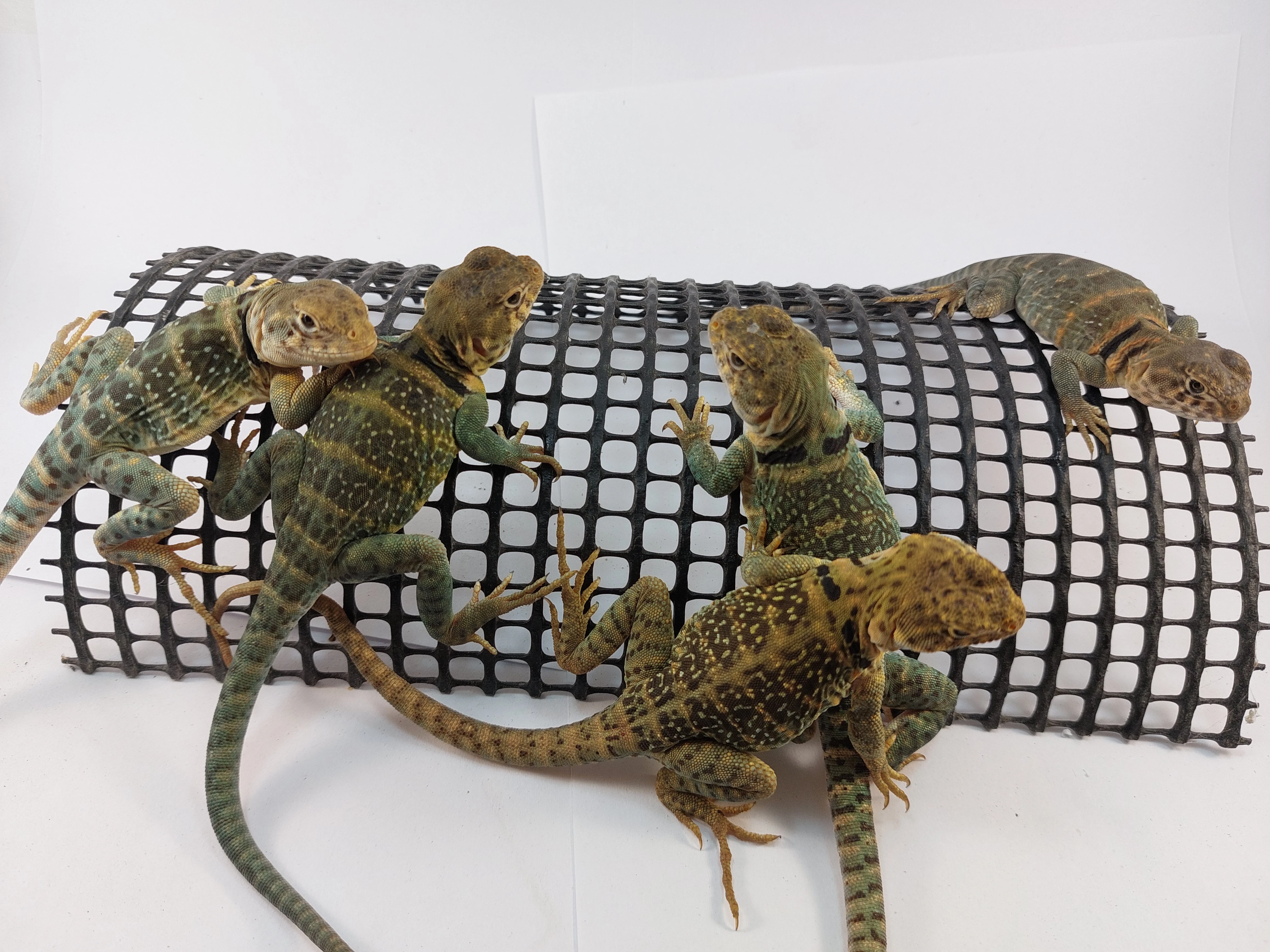 Leguánek obojkový Crotaphytus collaris wichita