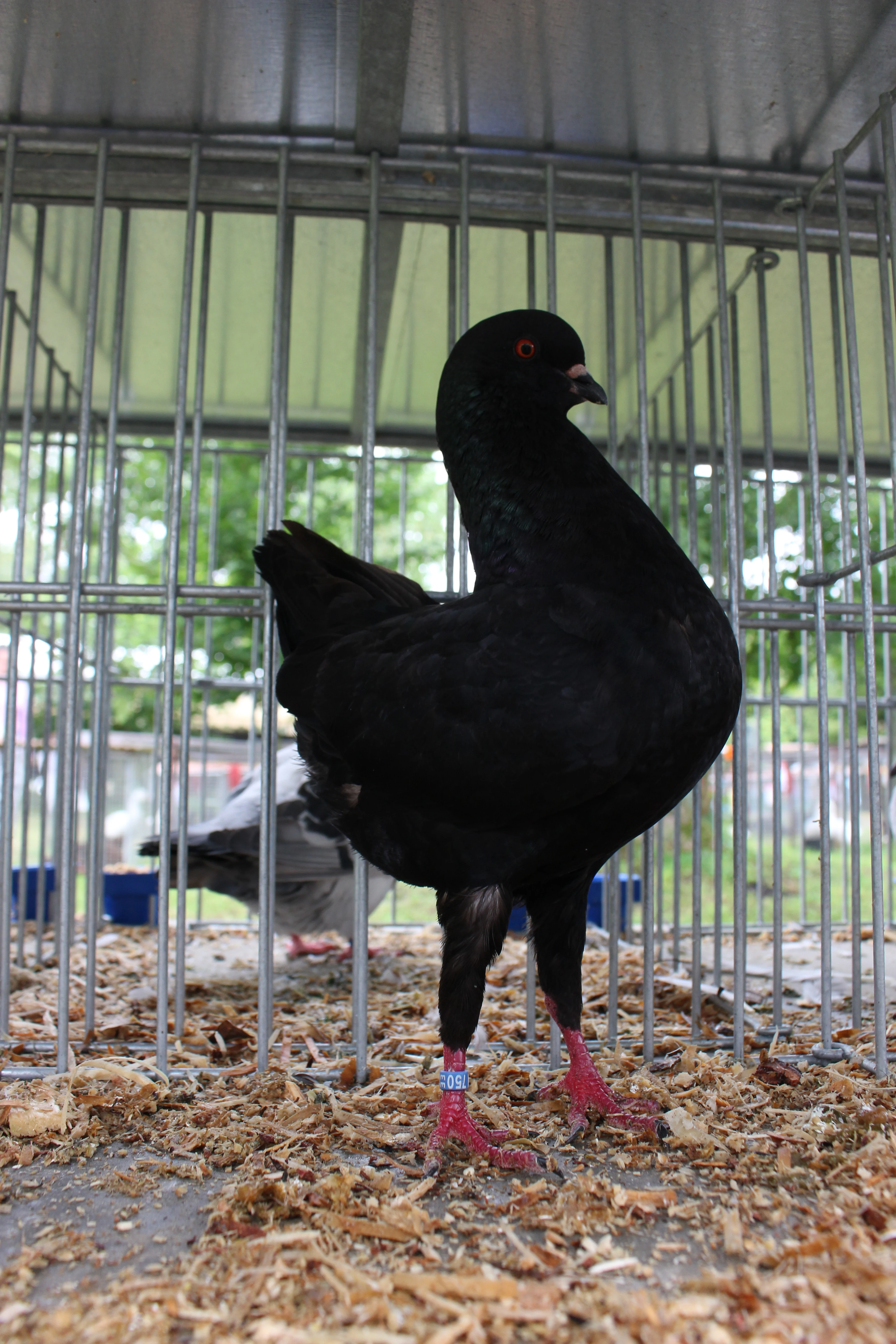 Modenka černá - výletci 2025