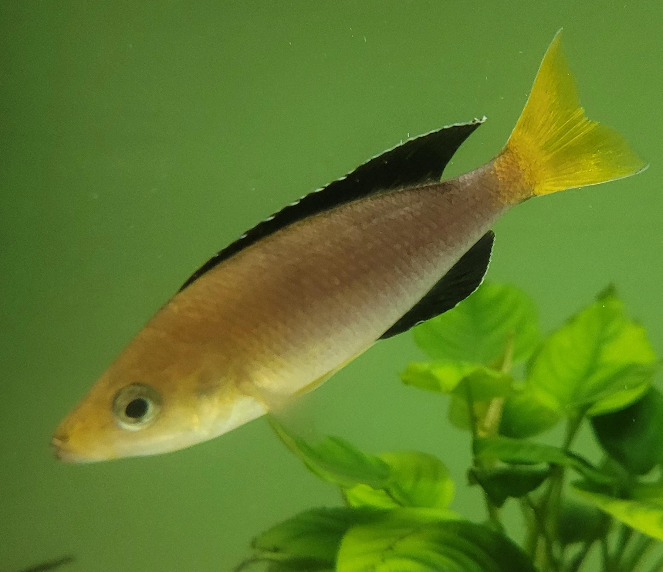 Cyprichromis Leptosoma yellow head