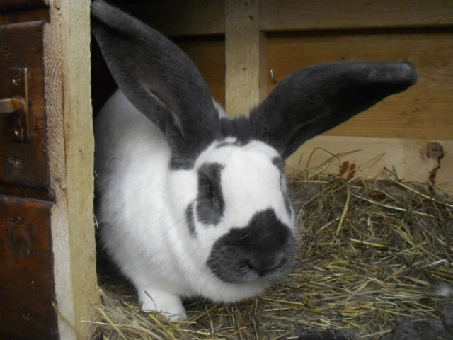 Prodám NoS - 6 měsíců