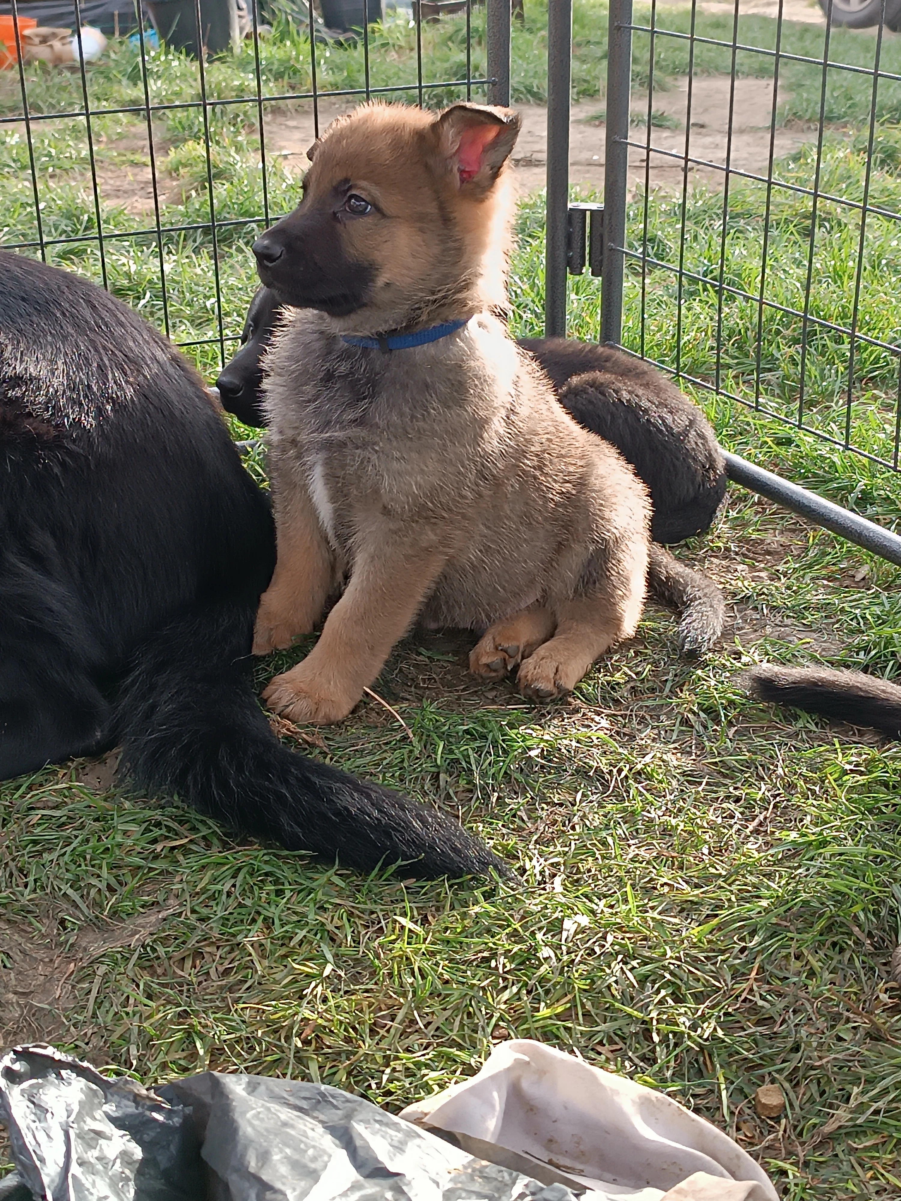 Štěňátka "krinece" německého ovčáka