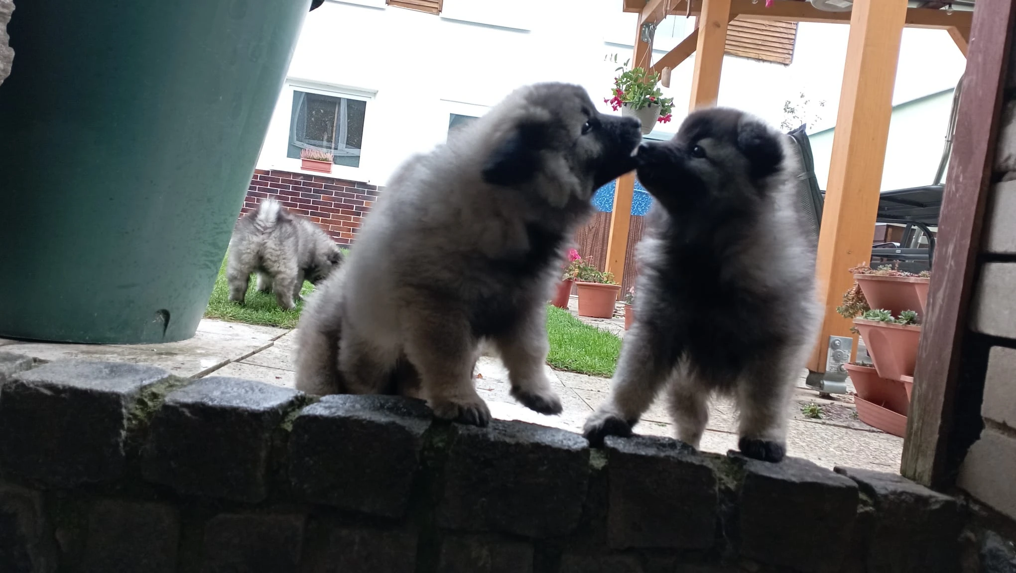 Štěňata, typ vlčí špic střední