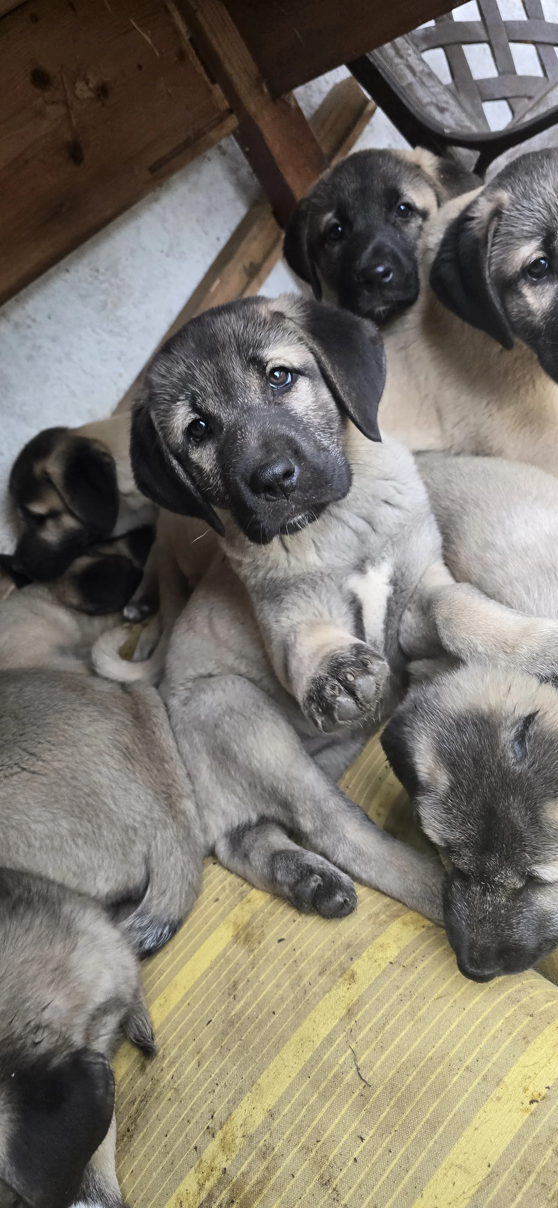 Kangal