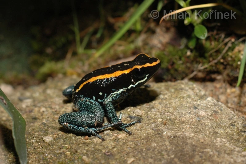 Pralesnička pruhovaná (Phyllobates vittatus)