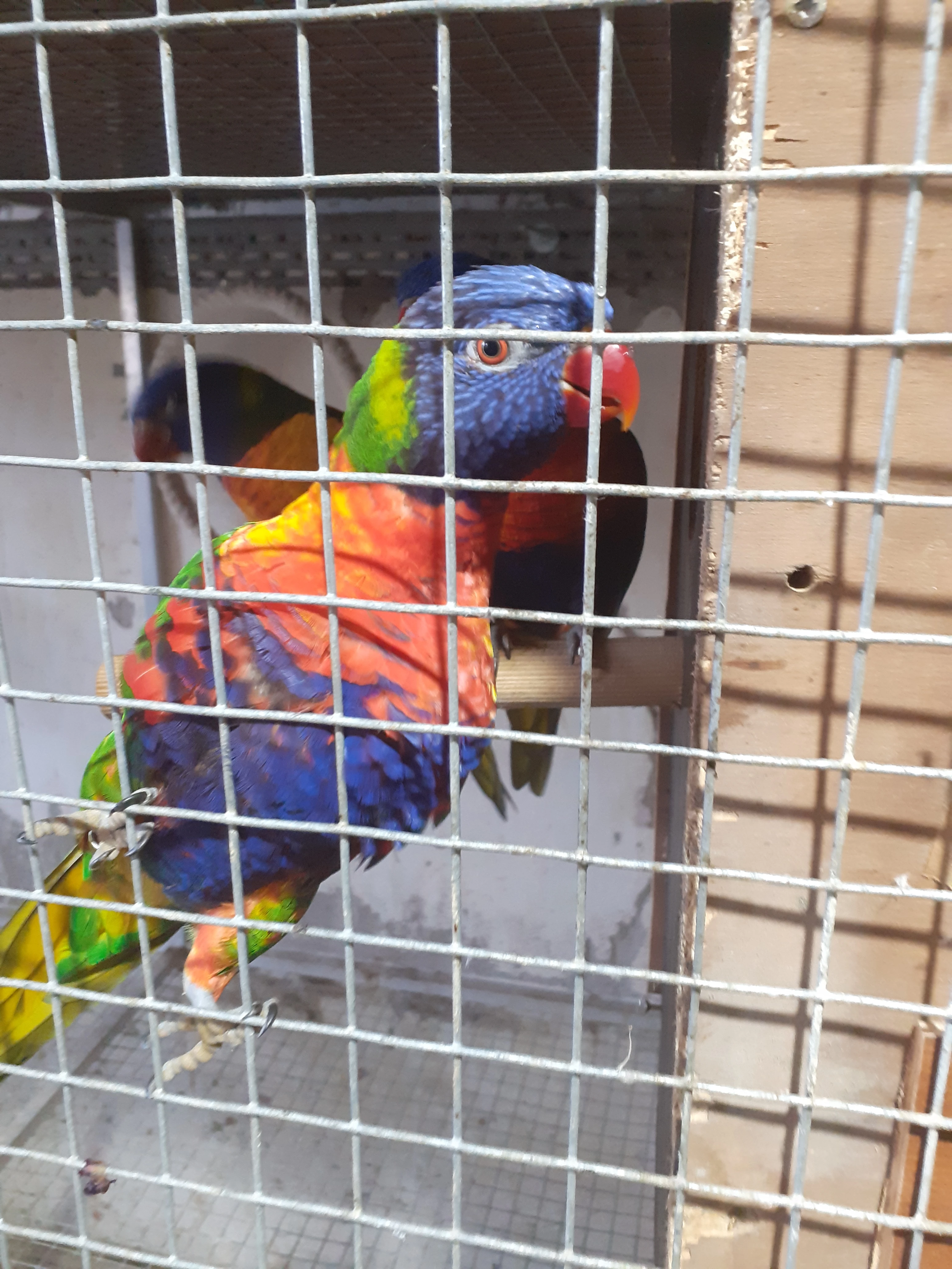 Burza Teplice prodej amazonanů, alexandra čínského lori