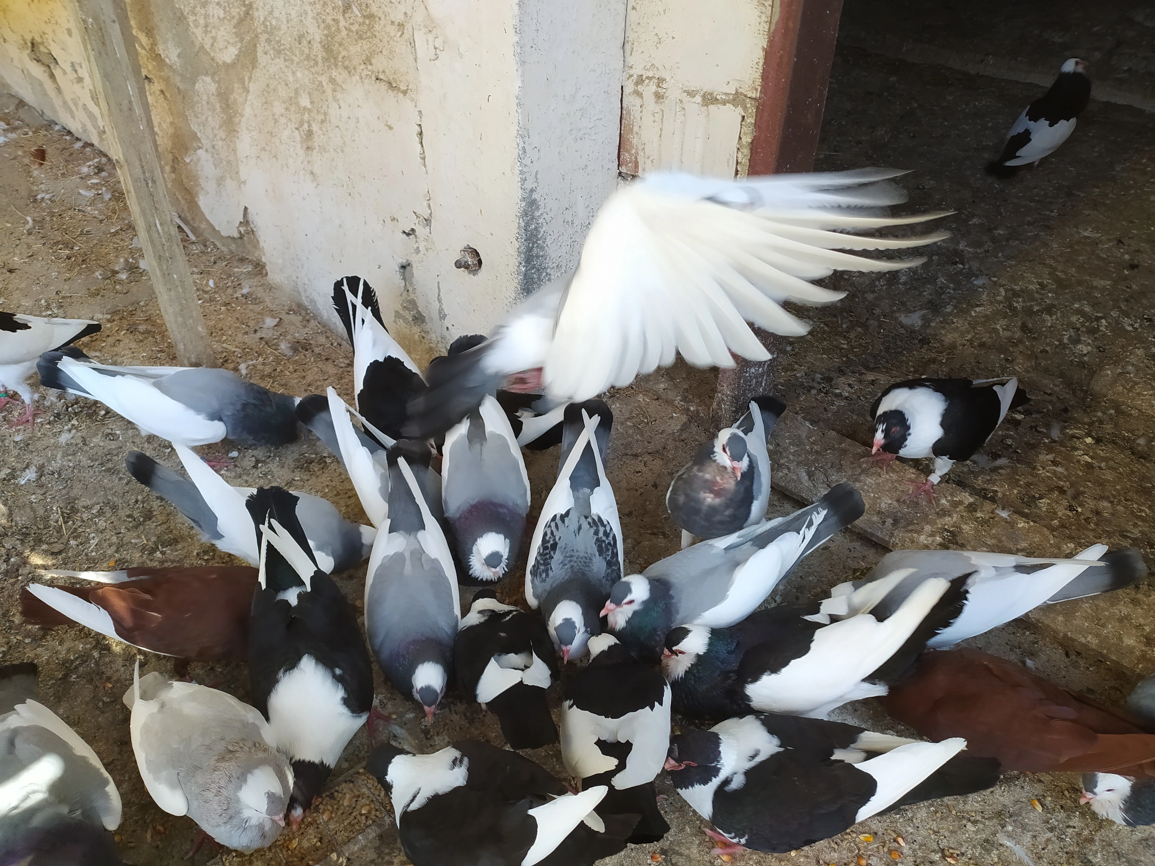 Český Stavák Modrý Sedlaty