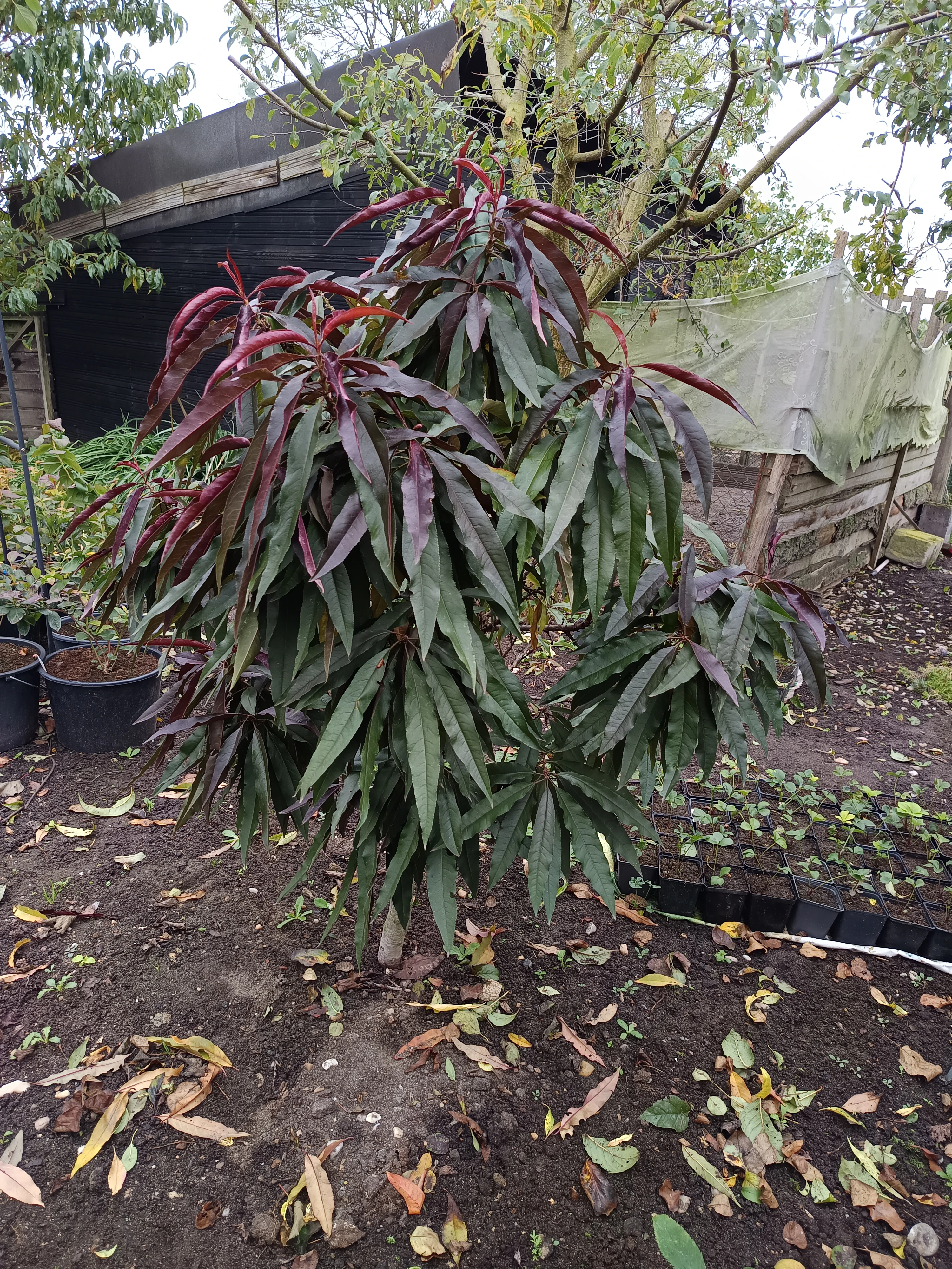 Broskev Red trpasličí