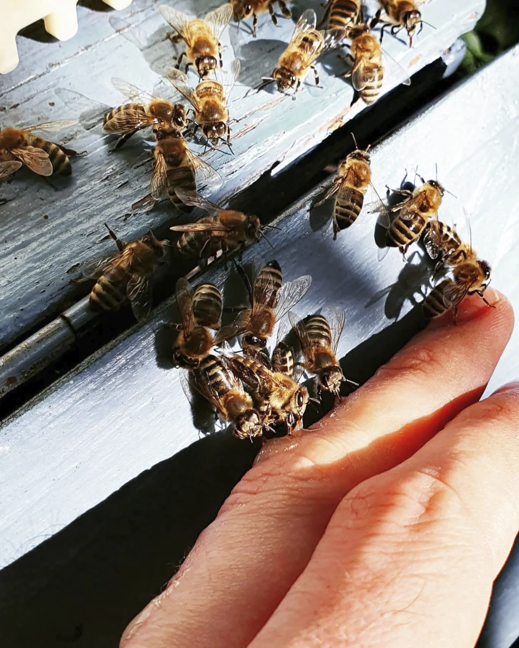 Celá včelstva, včely, včelstva