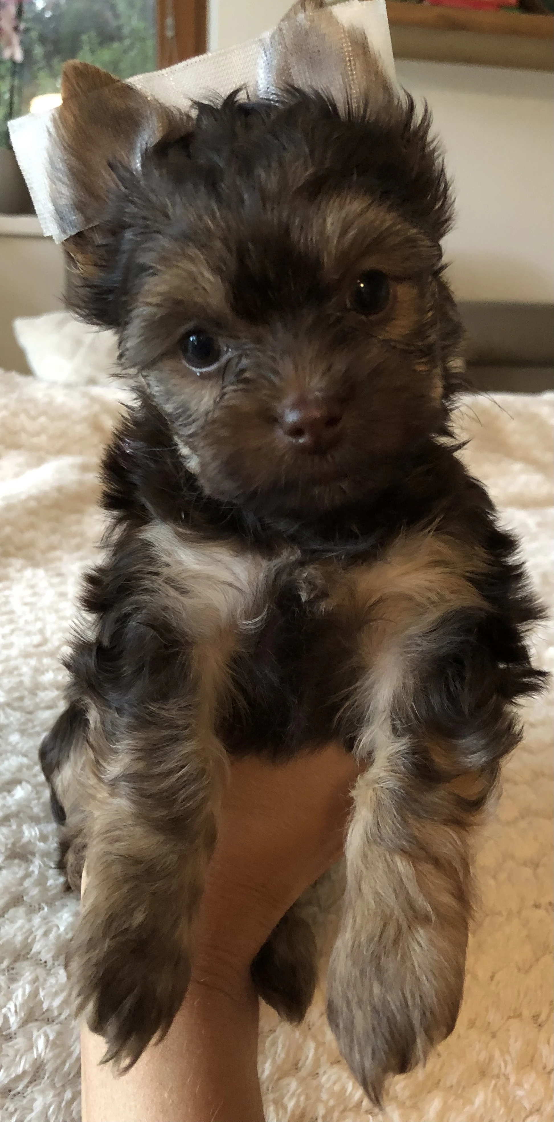 Jorkšírský teriér choco tan holčička s PP