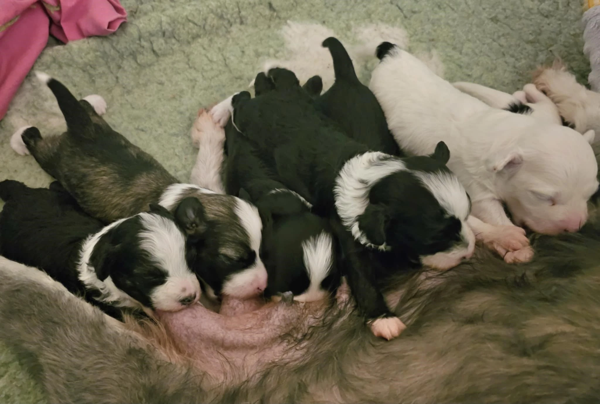 Čínský chocholatý pes