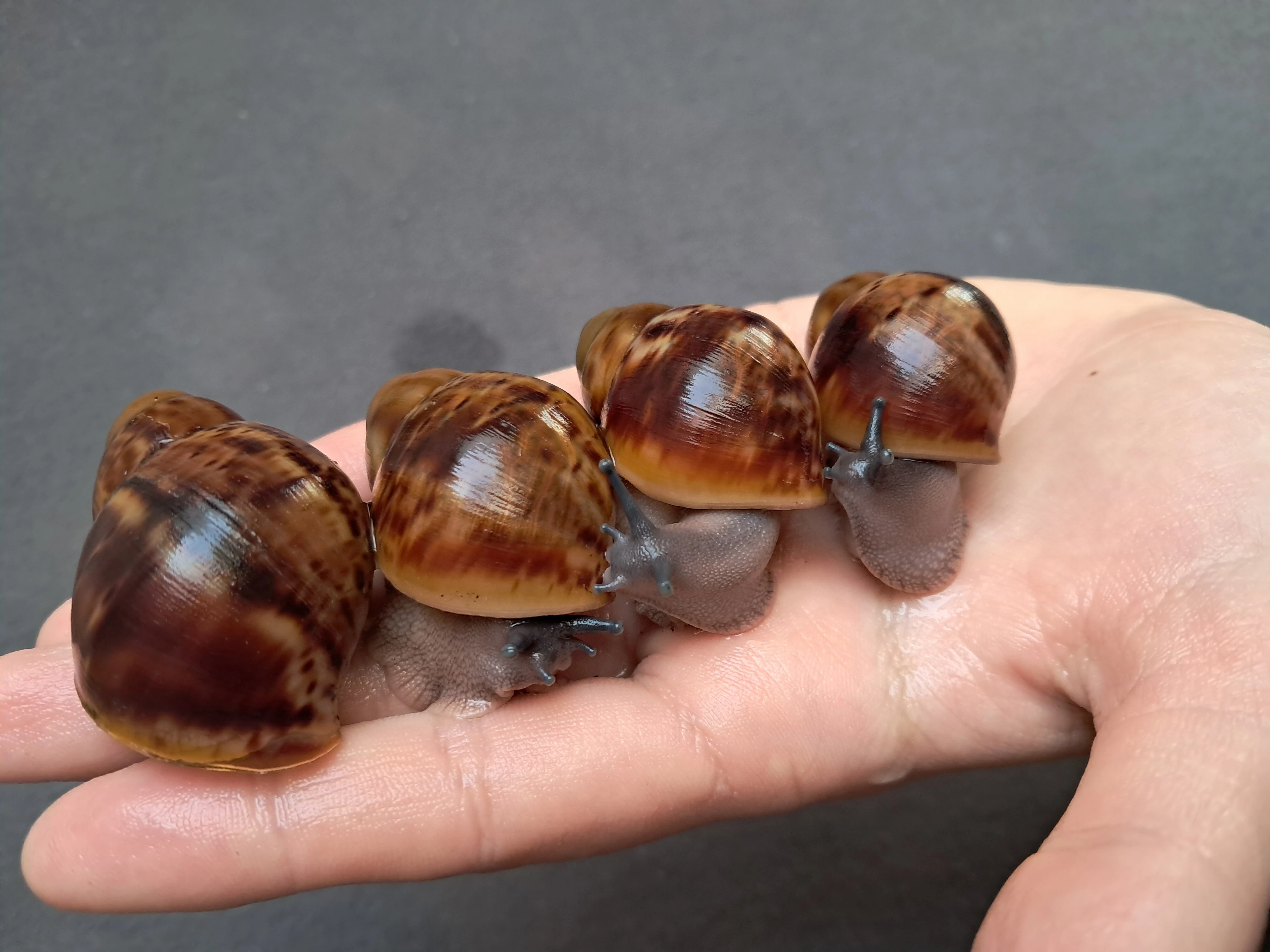 Archachatina marginata ovum xxl - africký šnek